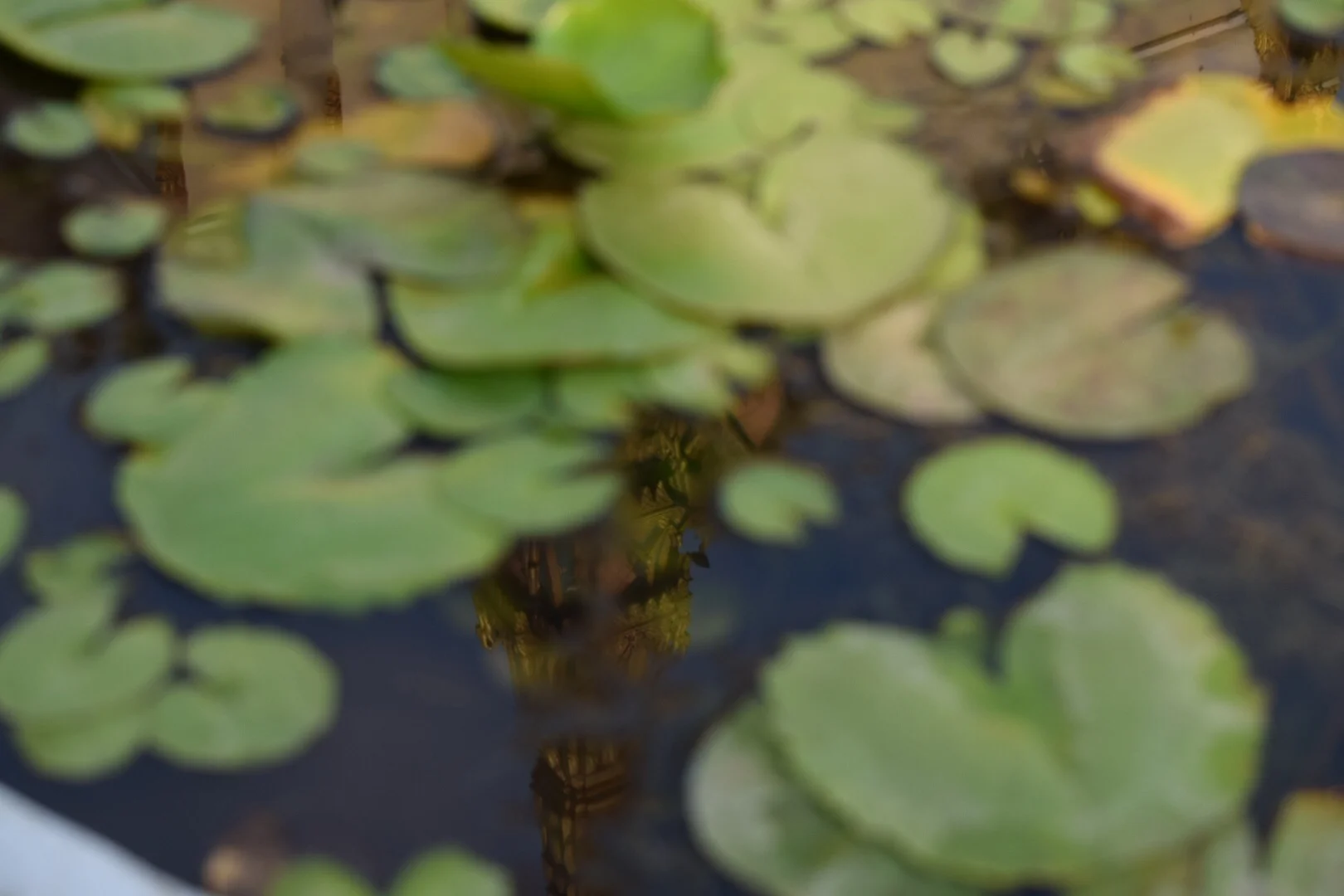 The spire of the Silver Pagoda, reflected in a pond.