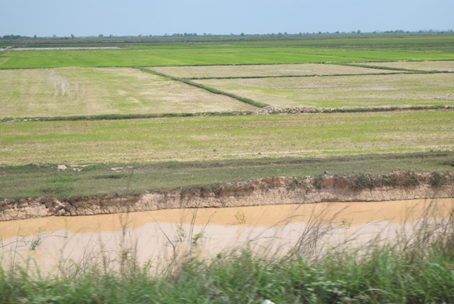 Rice paddies along the road -- as far as the eye can see.
