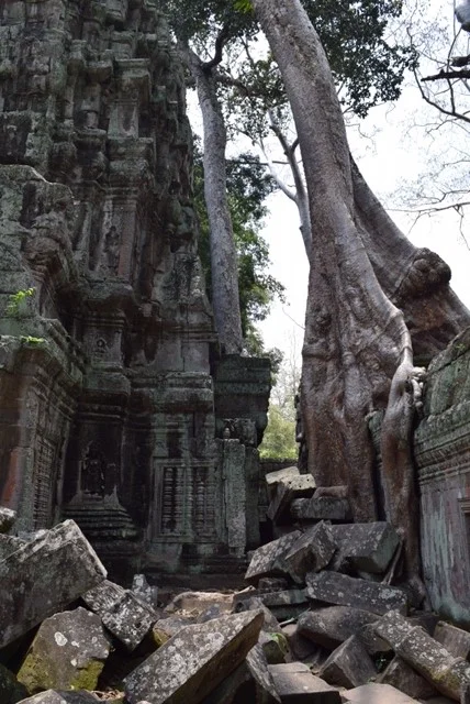 The jungle temple of Ta Prohm, better known to many as the set of Angelina Jolie's film "Lara Croft, Tomb Raider." (No, we have not seen the film.)