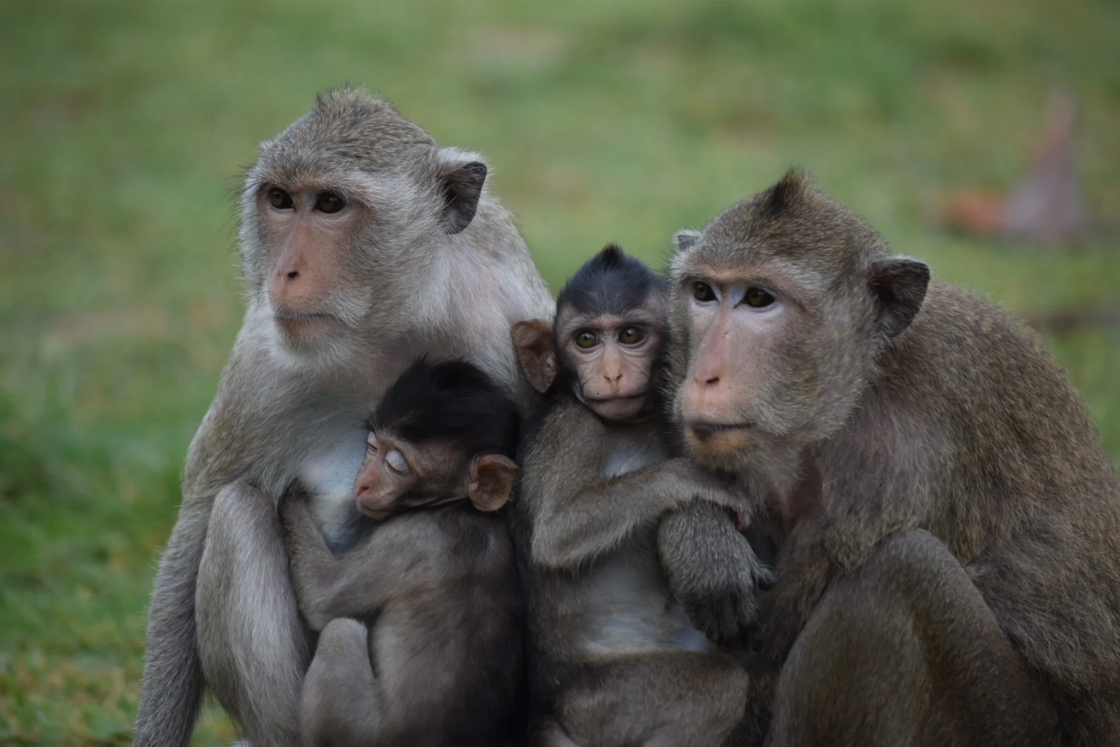 This Angkor Wat monkey family saw my camera and immediately gathered together to pose for a picture. (If only our kids could take a lesson or two on how to do this....)