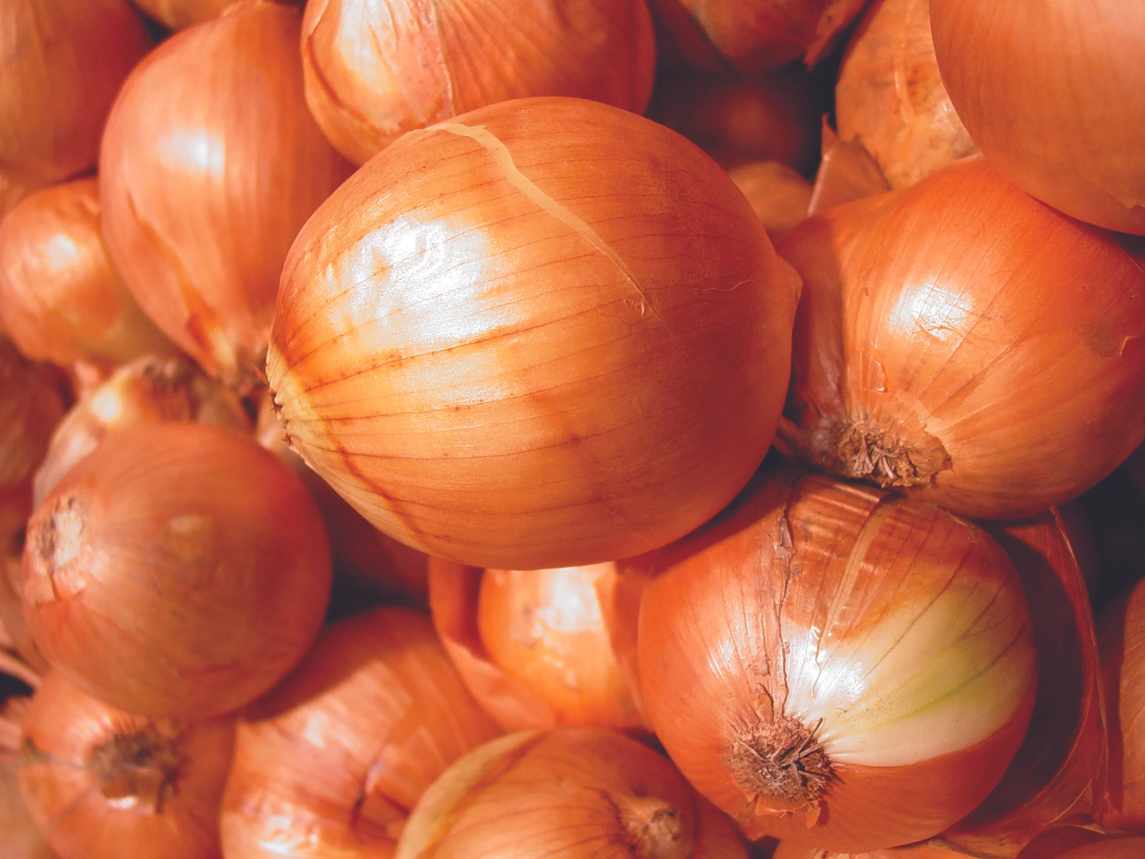 onion.jpg