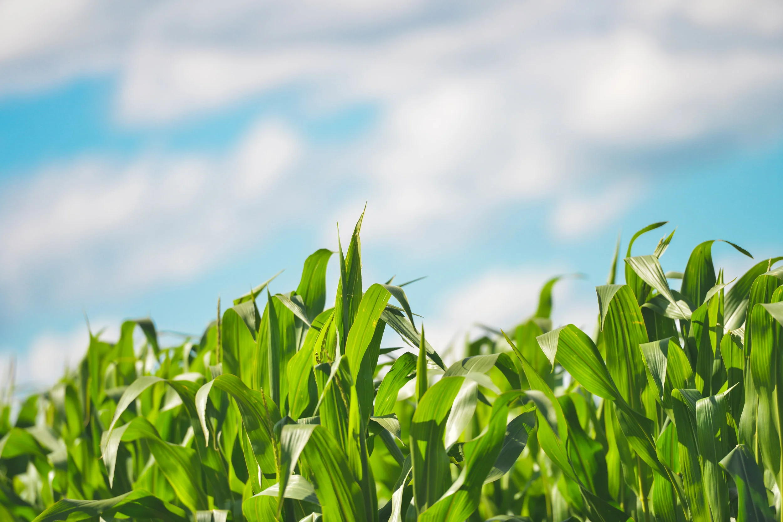 field-agriculture-farm-corn.jpg