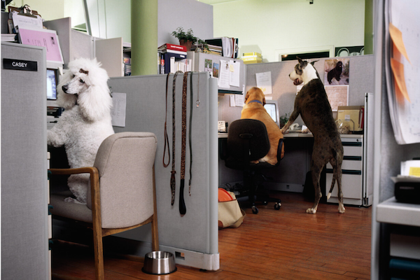 Dog Office-by Chris Buck