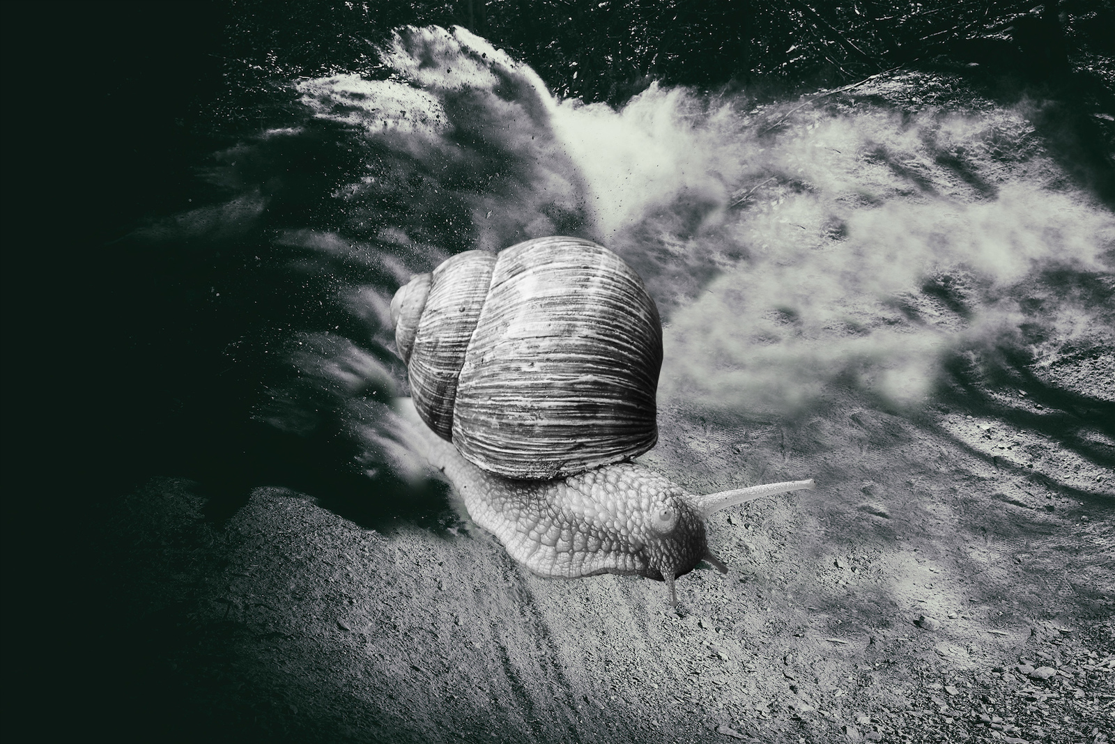 Snail Trail Rehab.jpg