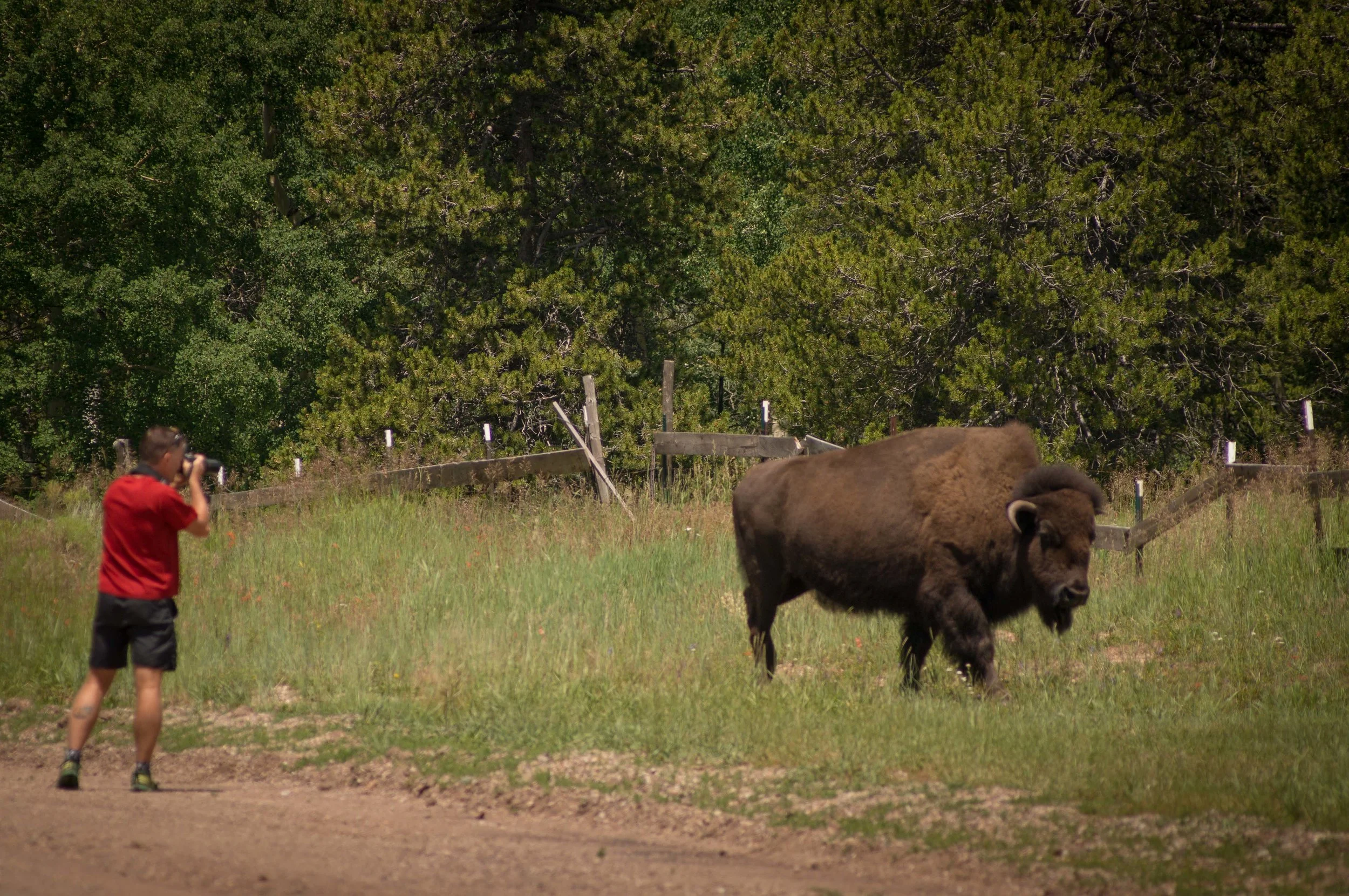 Dave and the buffalo-1.jpg