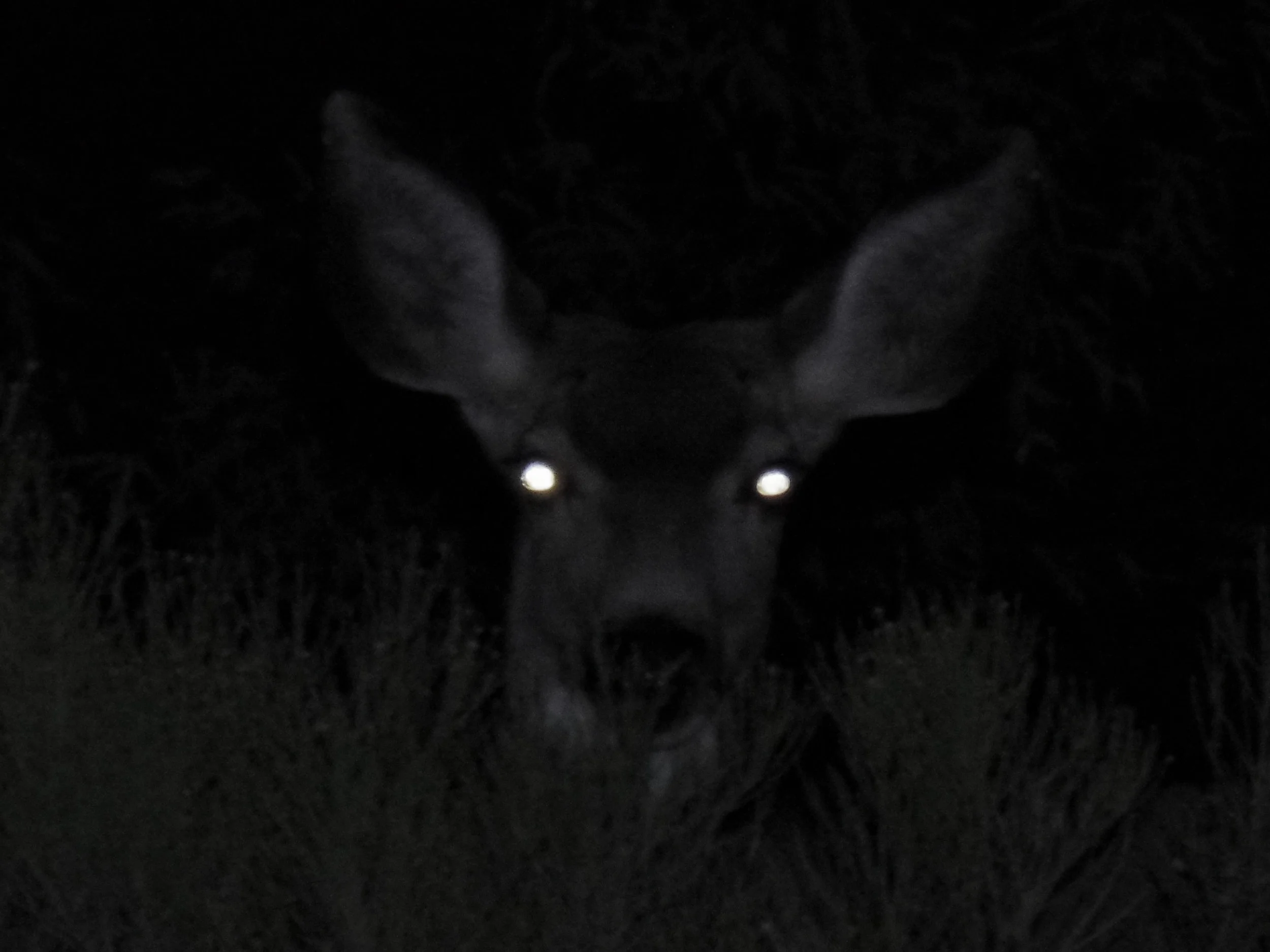 Eyeballs in the Night (and in the morning)