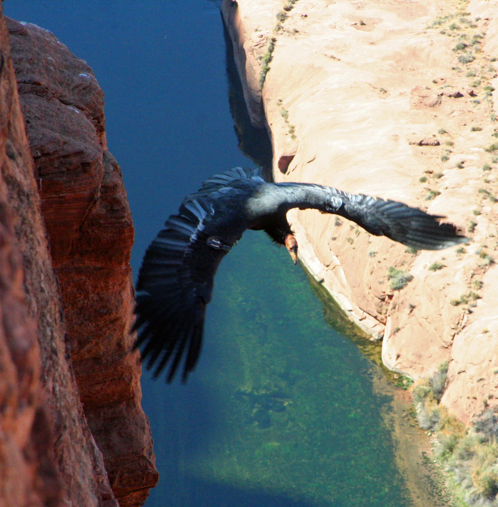 California Condor at Horseshoe Bend (Page, AZ)