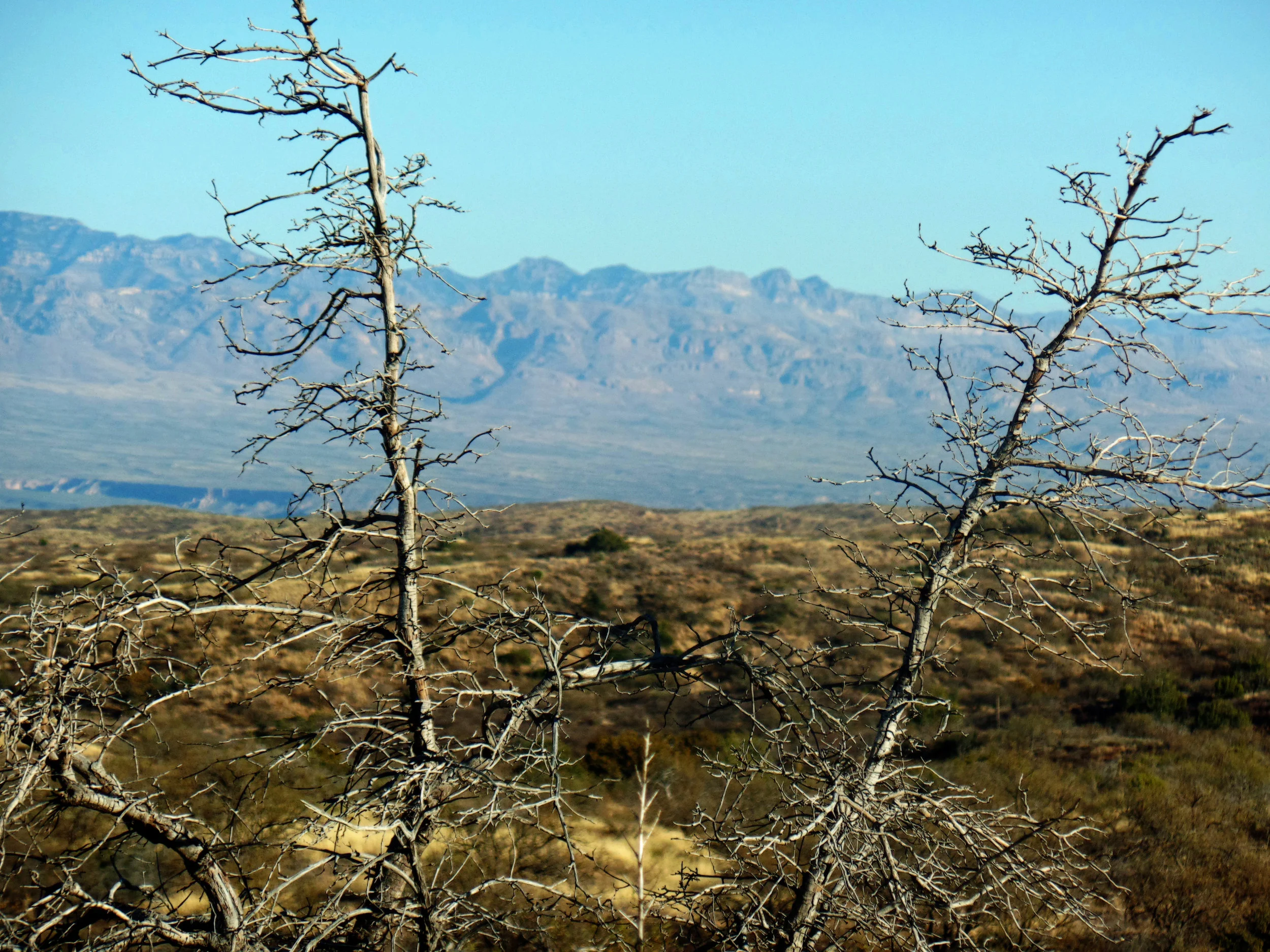 Galiuro Mountains in the distance