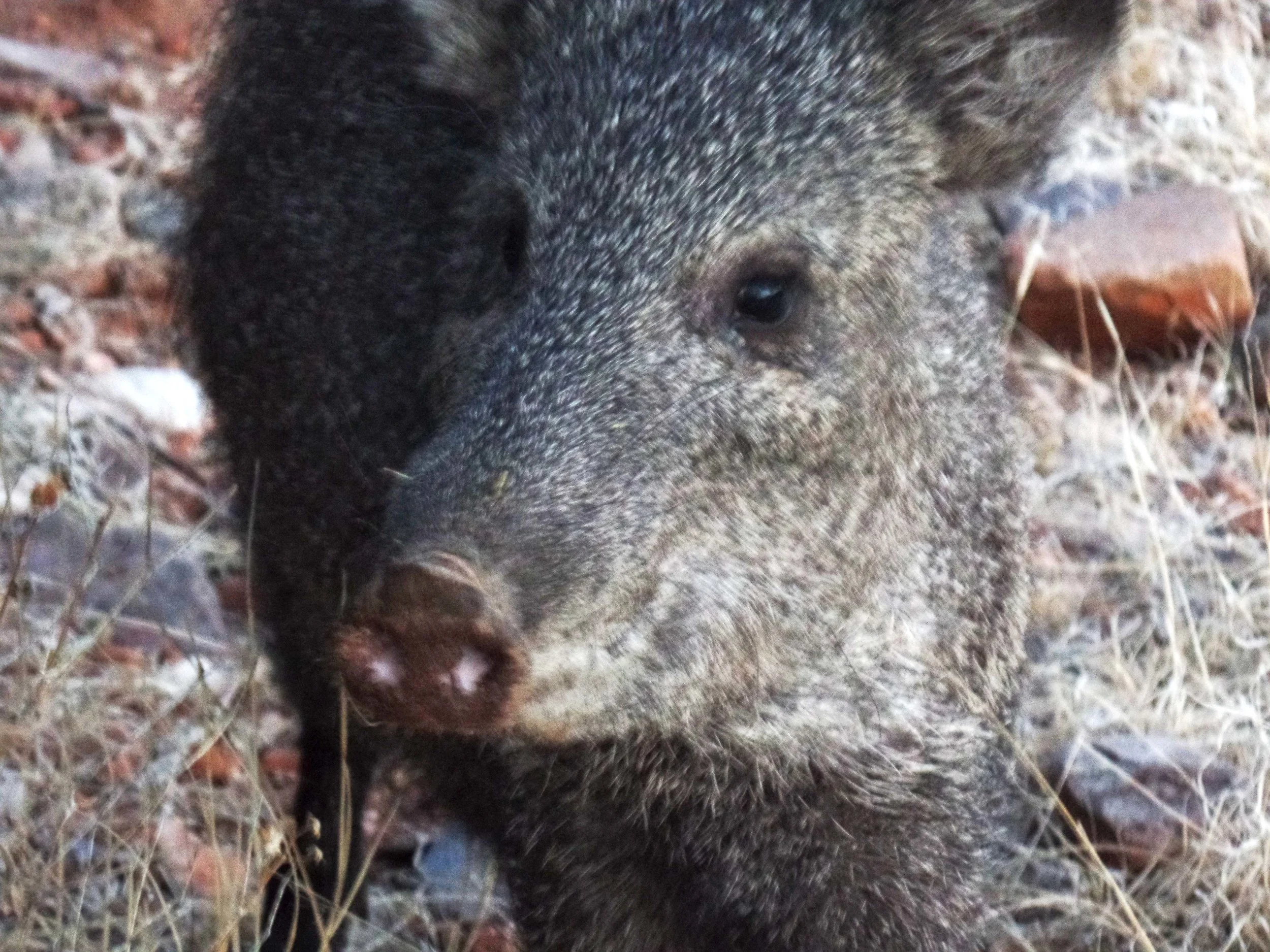 Javelina - Seen on my run - Catalina, Arizona