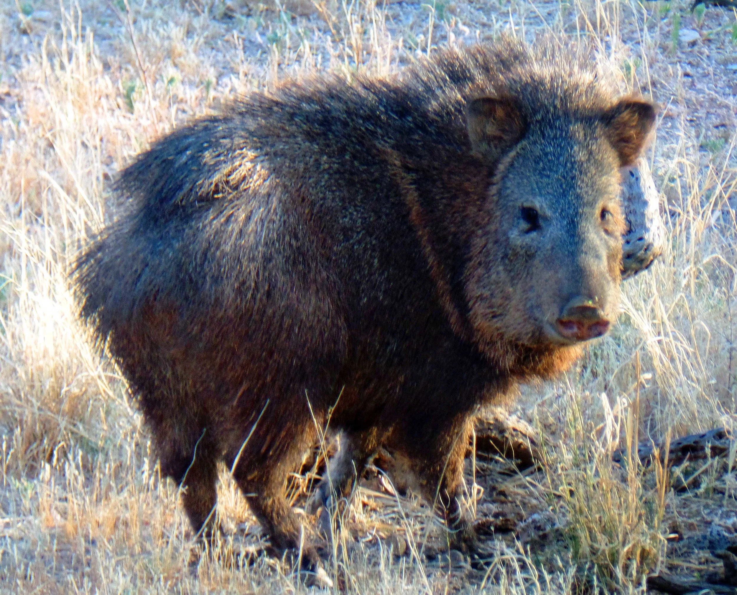 Javelina - Seen on my run - Catalina, Arizona