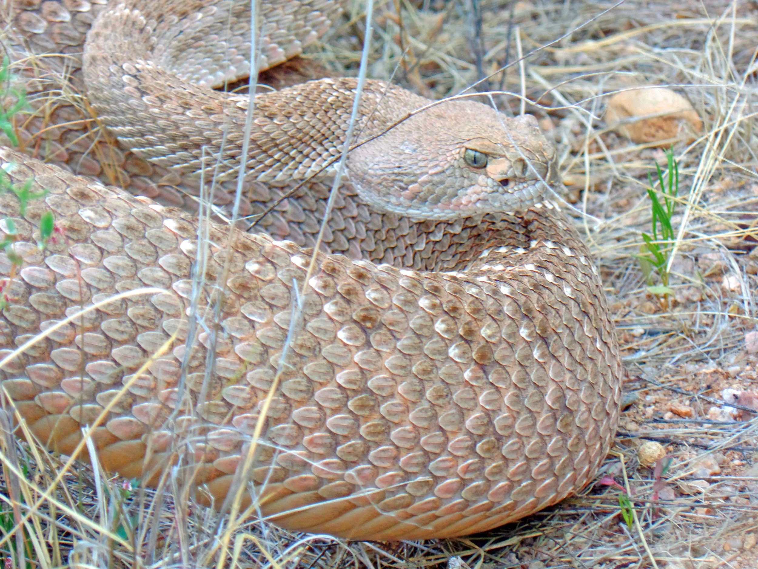 Rattlesnake - Seen on my run - Catalina, Arizona