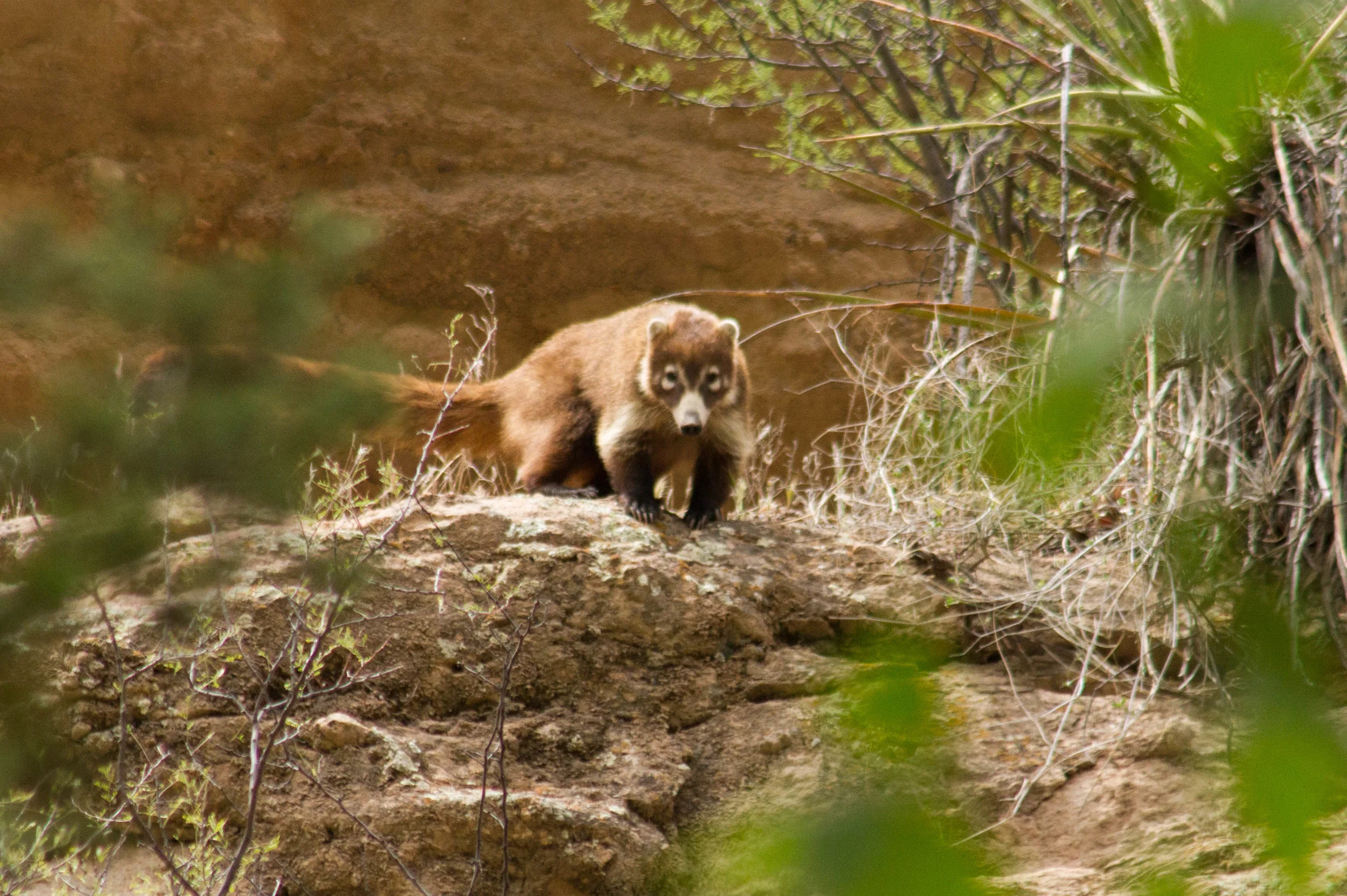 Coati - Turkey Creek Canyon - Arizona