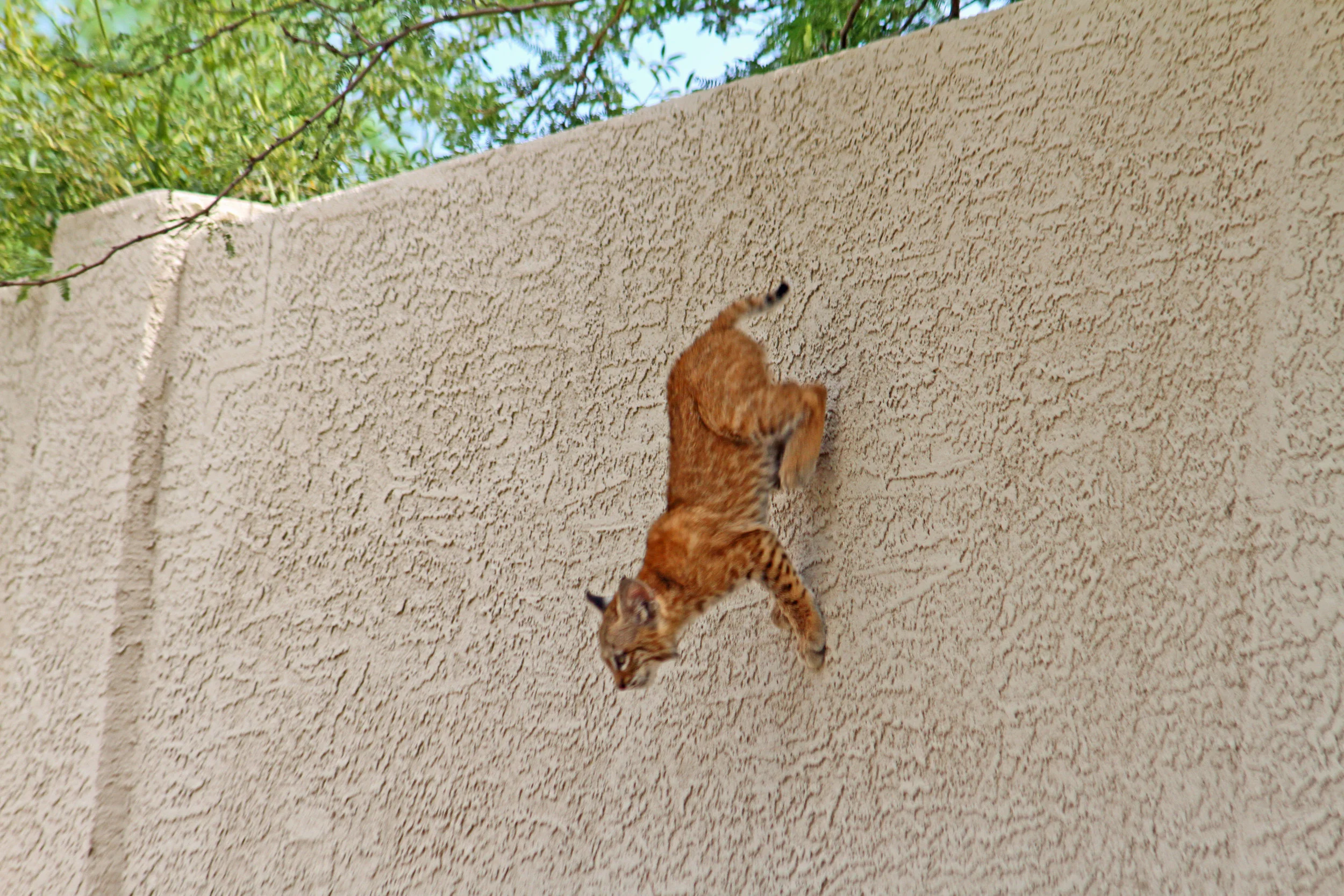Bobcat - In the neighborhood - Catalina, Arizona