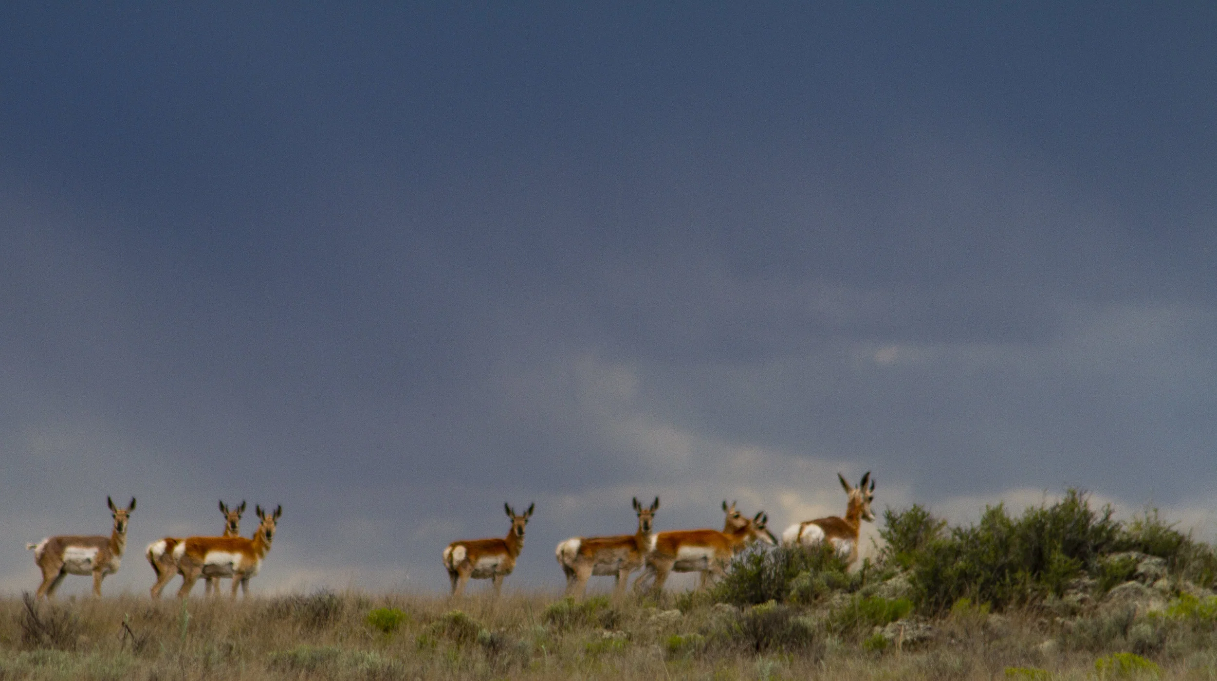 Antelope - near Quemado, New Mexico