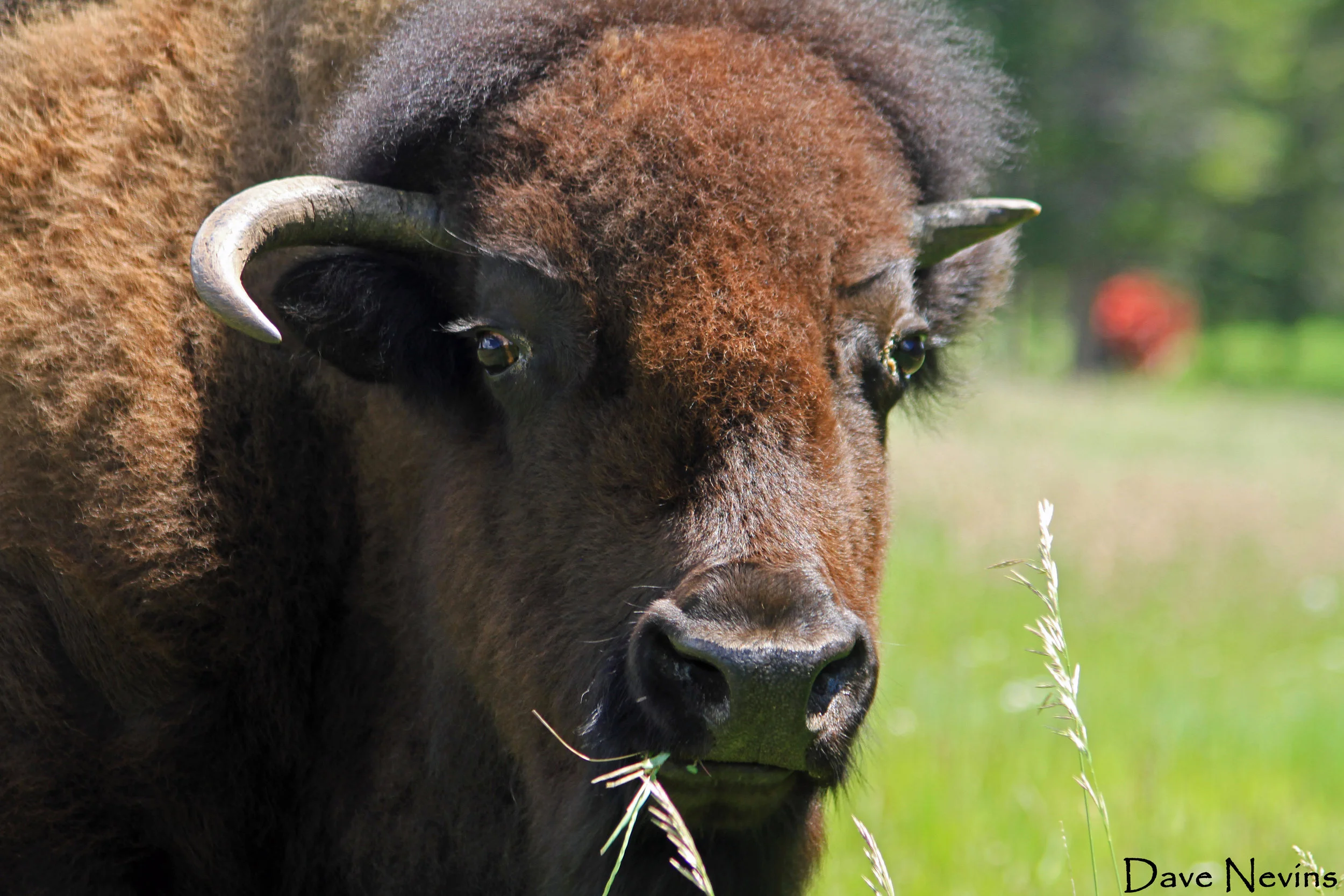 Buffalo - free to roam since the fence in this ghost town had many holes in it - Colorado