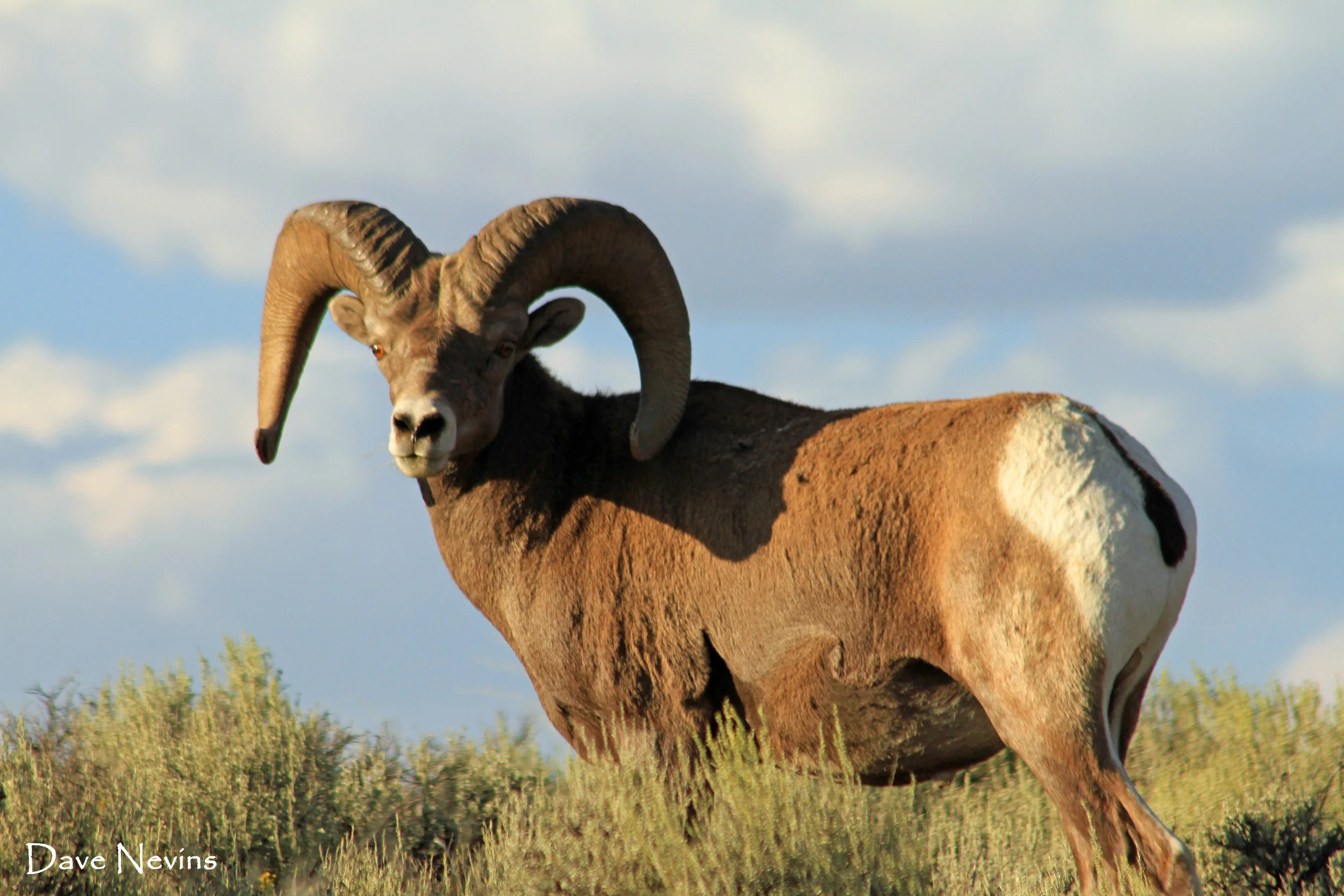Bighorn Sheep - Taos, New Mexico