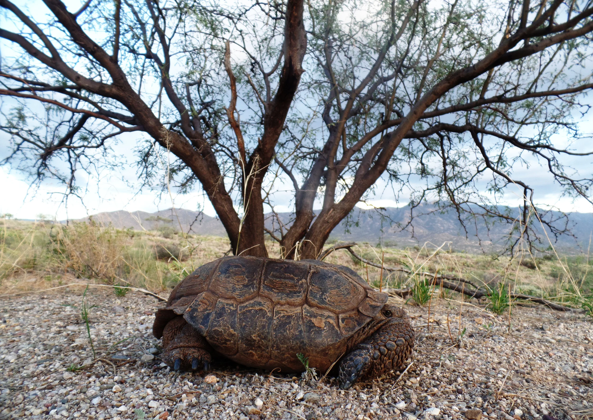 Desert Tortoise seen on my run. First one I have seen in 2018. Should see a number of them in the next month+.