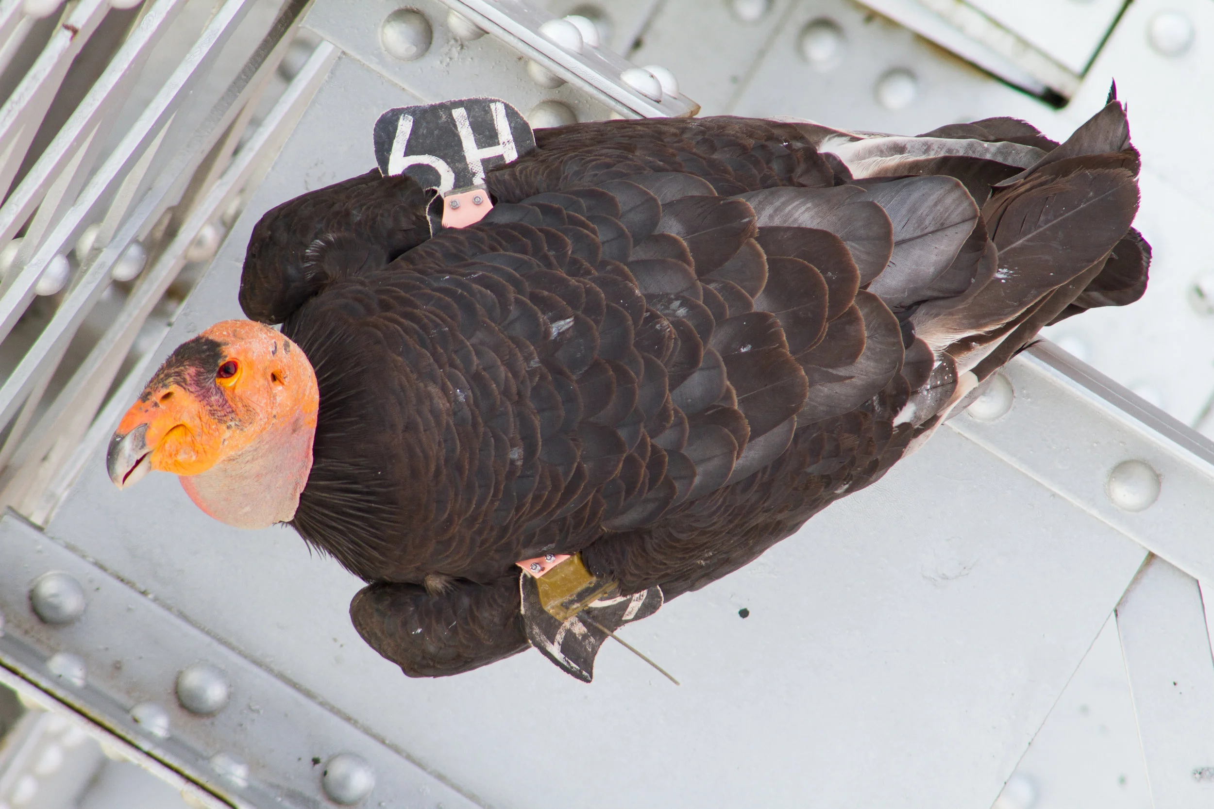 Actually drove over the bridge that I had bungee jumped off (April 1, 2018) near Page, AZ on my journey to Oregon. Saw three California Condors at the bridge. They are very rare with only about 84 of them in Utah and Arizona.