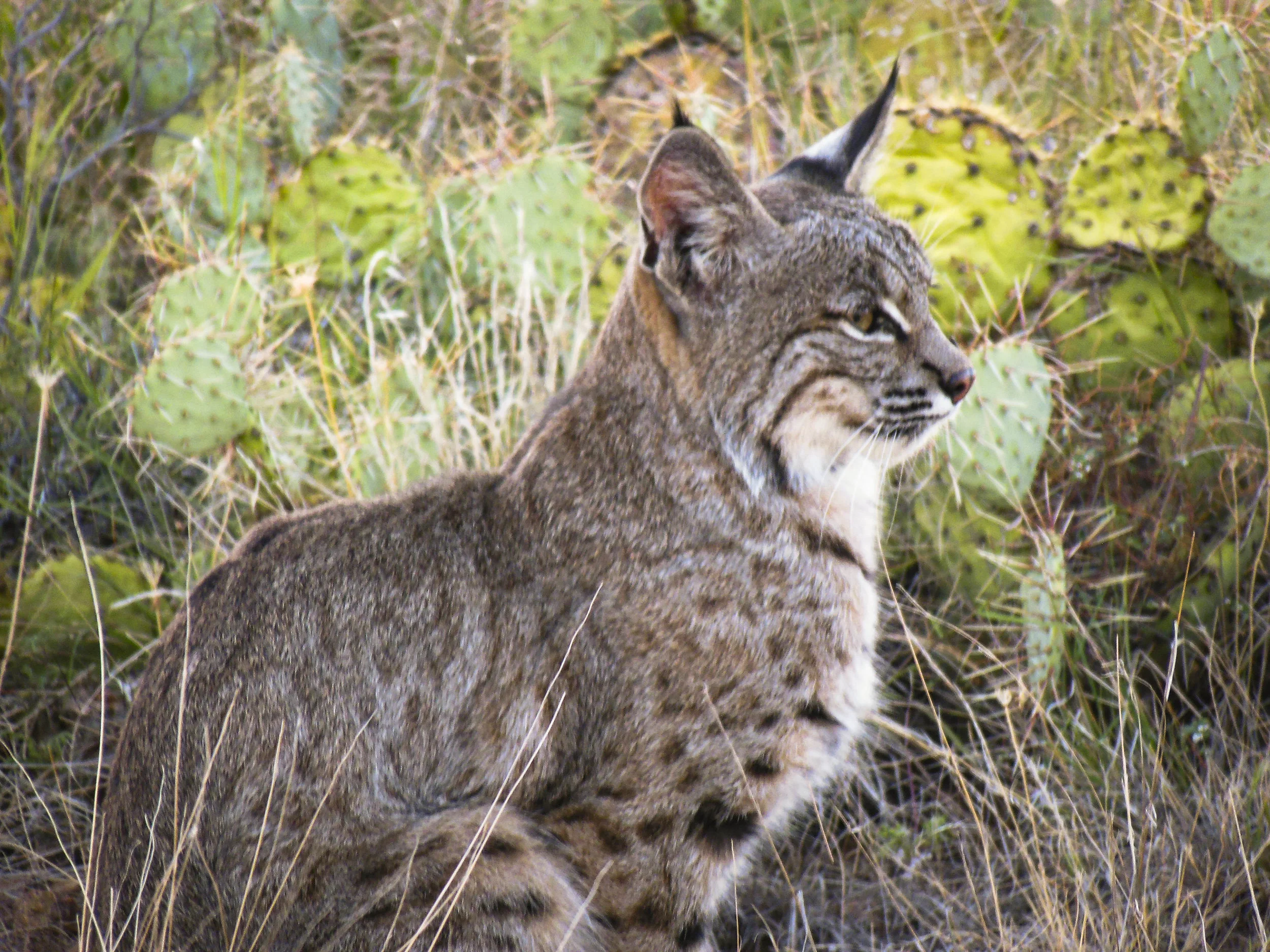 The Bobcat