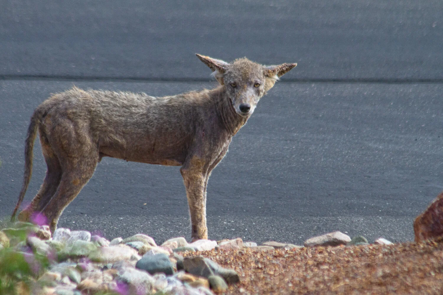 The Mangy Coyote