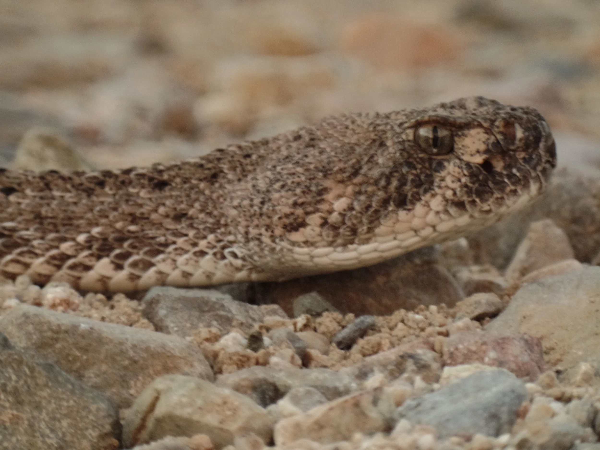 Where Are The Rattlesnakes?