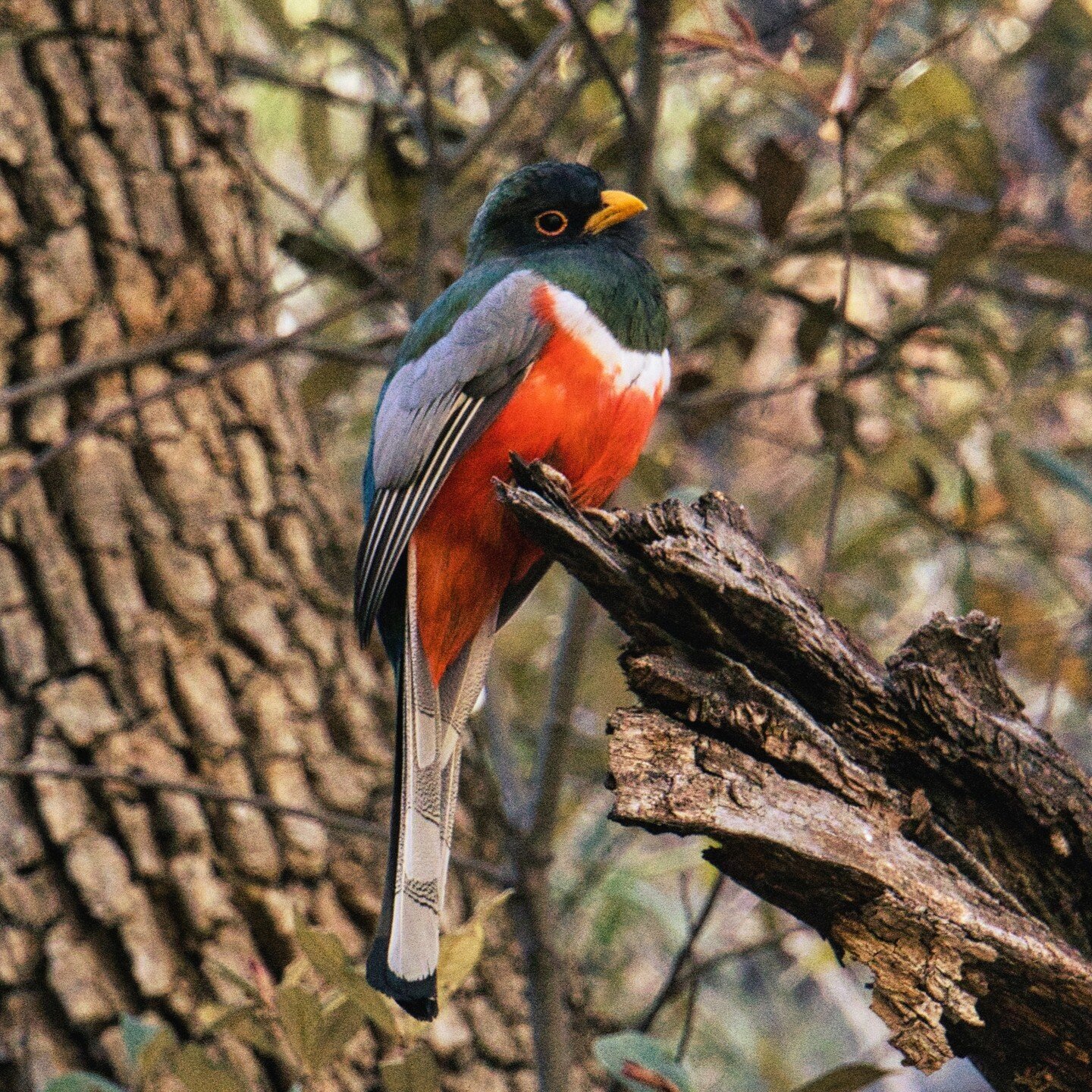 The amazing Elegant Trogon was seen in the Cave Creek area - Chiricahua Mtns (Arizona). We were able to spend 1.5 hours within sight of this colorful bird. #eleganttrogon #birdsofinstagram #birdphotography #bird #birds #chiricahuamountains #cavecreek