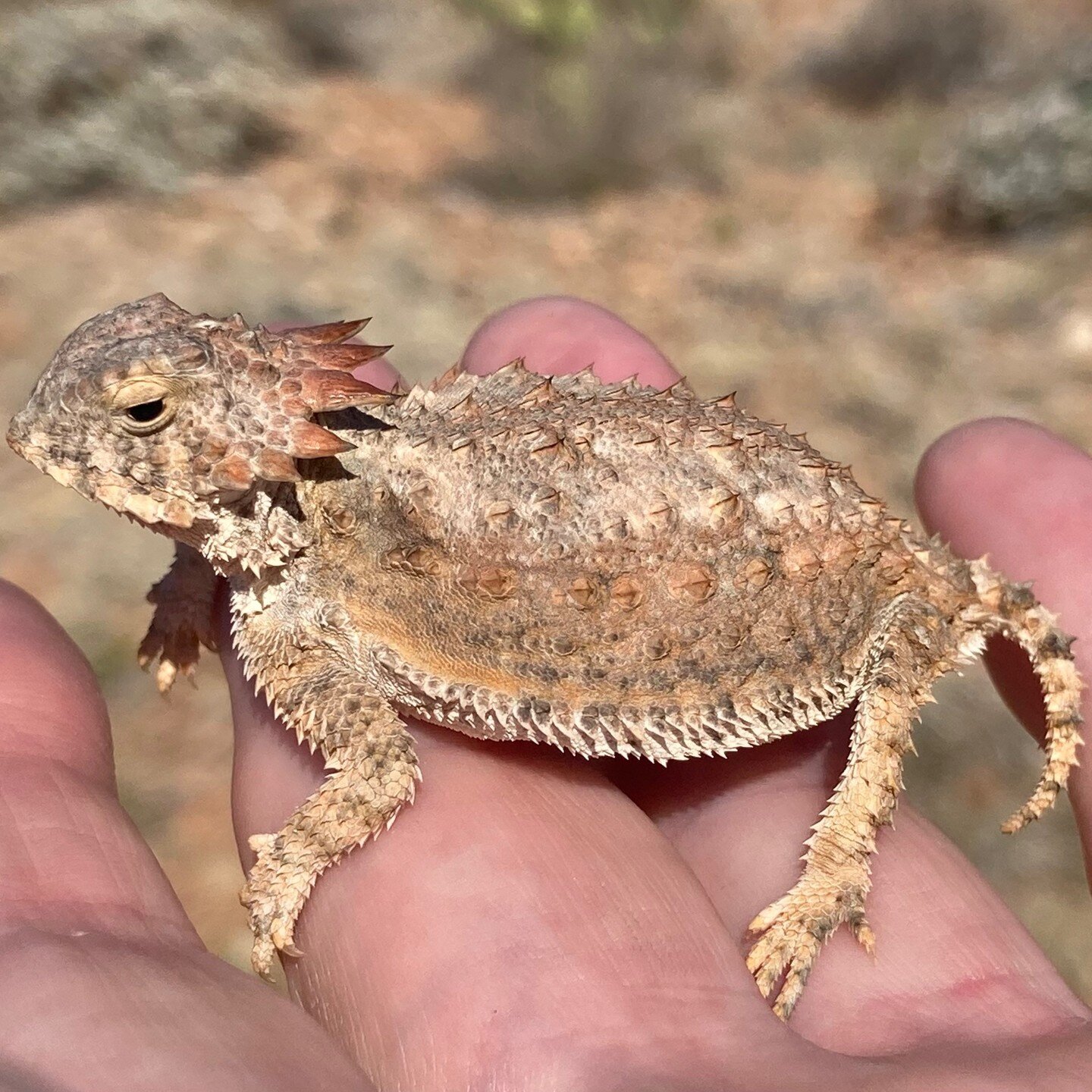 #hornytoad #hornedlizard #lizard #desert #desertlife🌵 #arizona #seenonmyhike #summeranimals #hike #exercise #exercisemotivation #hiking #hikingadventures #blendingin #saddlebrooke