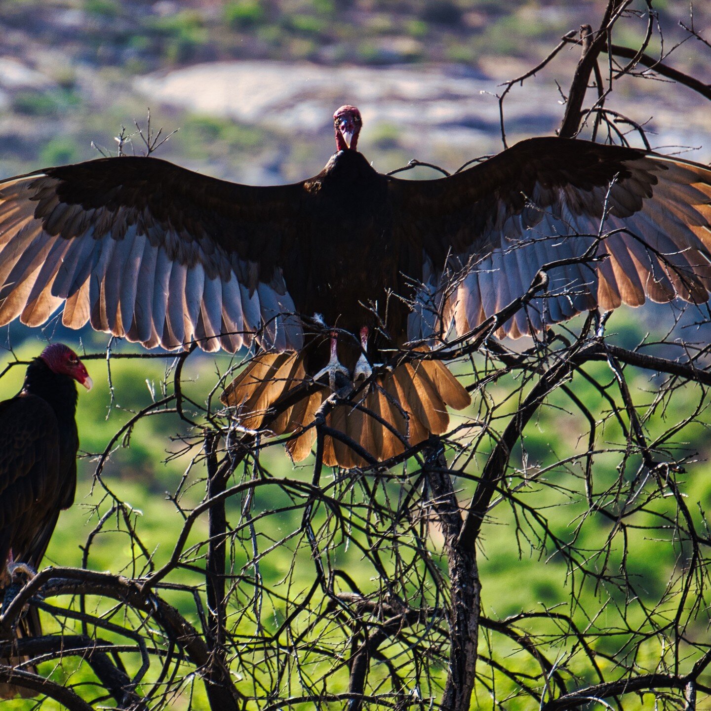 The Turkey Vulture is usually seen circling the desert terrain high above. This day I spent some time with a dozen of these fascinating birds. Almost a nine-foot wing span. Related to the stork and not a bird of prey. Our featured bird today is in th