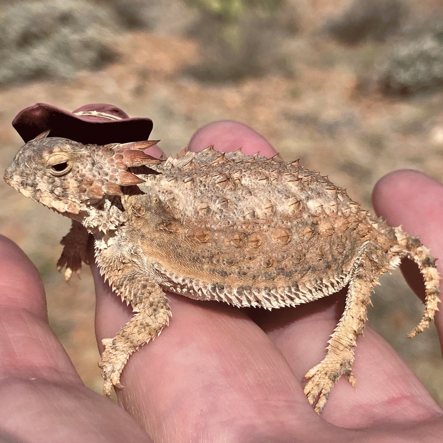 After I had shared this cute little guy (Horny Toad) with some friends, someone suggested that he would look good in a safari-type hat. That happens quite easily in Photoshop beta. #hornytoad #hornytoads #lizard #hornedlizard #arizona #photoshopbeta 