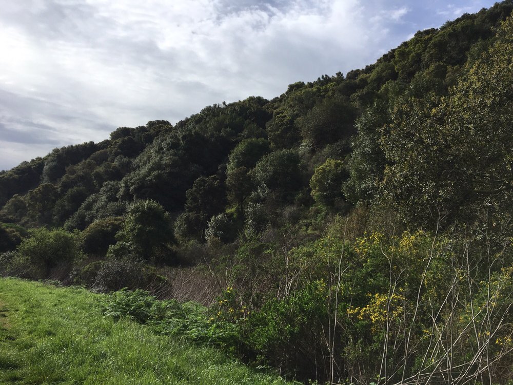 Photo Credit Leona Canyon Oakland Hills