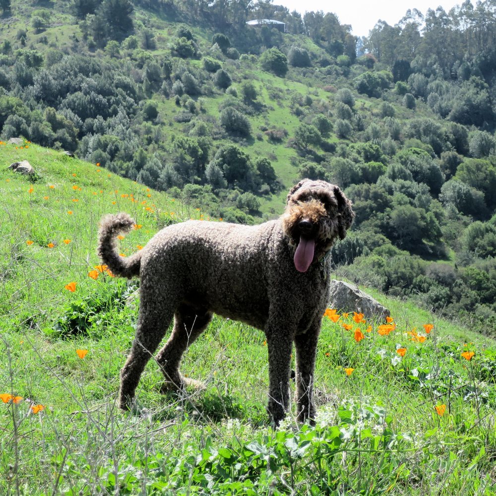 Photo Credit - Robert Sibley Volcanic Preserve