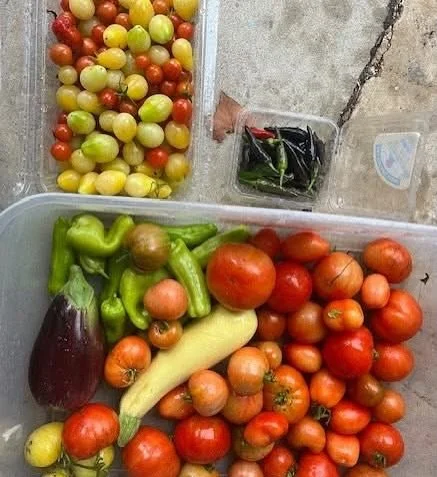 St. John&rsquo;s Garden for the Community celebrates 1015 lbs!

An exciting update from Paul:

It is my extreme pleasure to announce that we&rsquo;ve surpassed our goal to provide 1000 pounds of produce to our local food pantries. This is all due to 