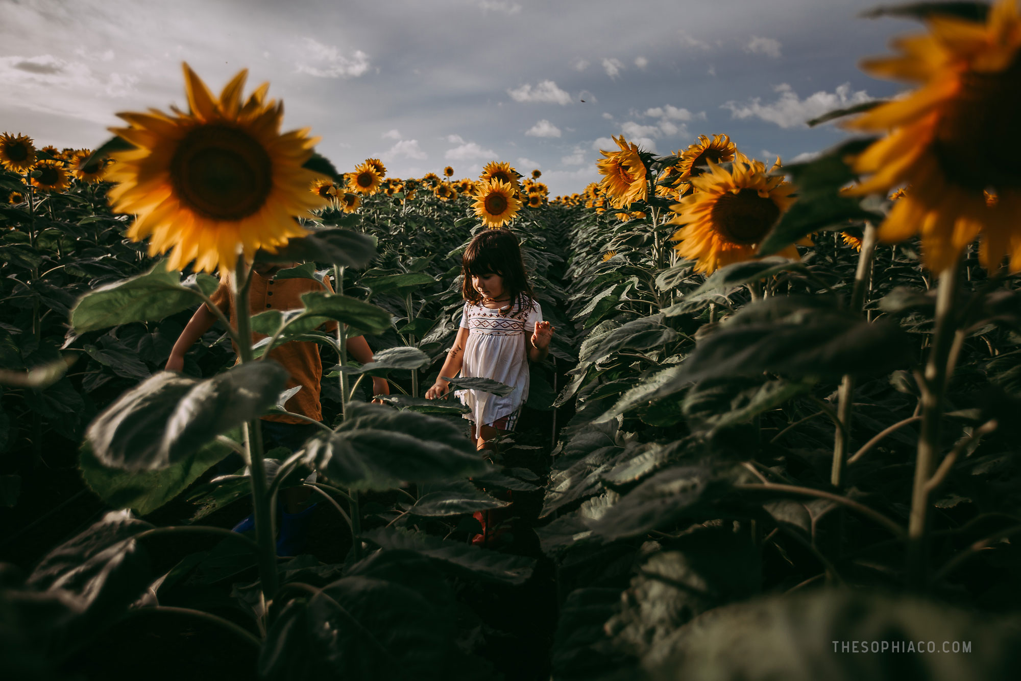 waialua-sunflowers-oahu-family-photography-13.jpg