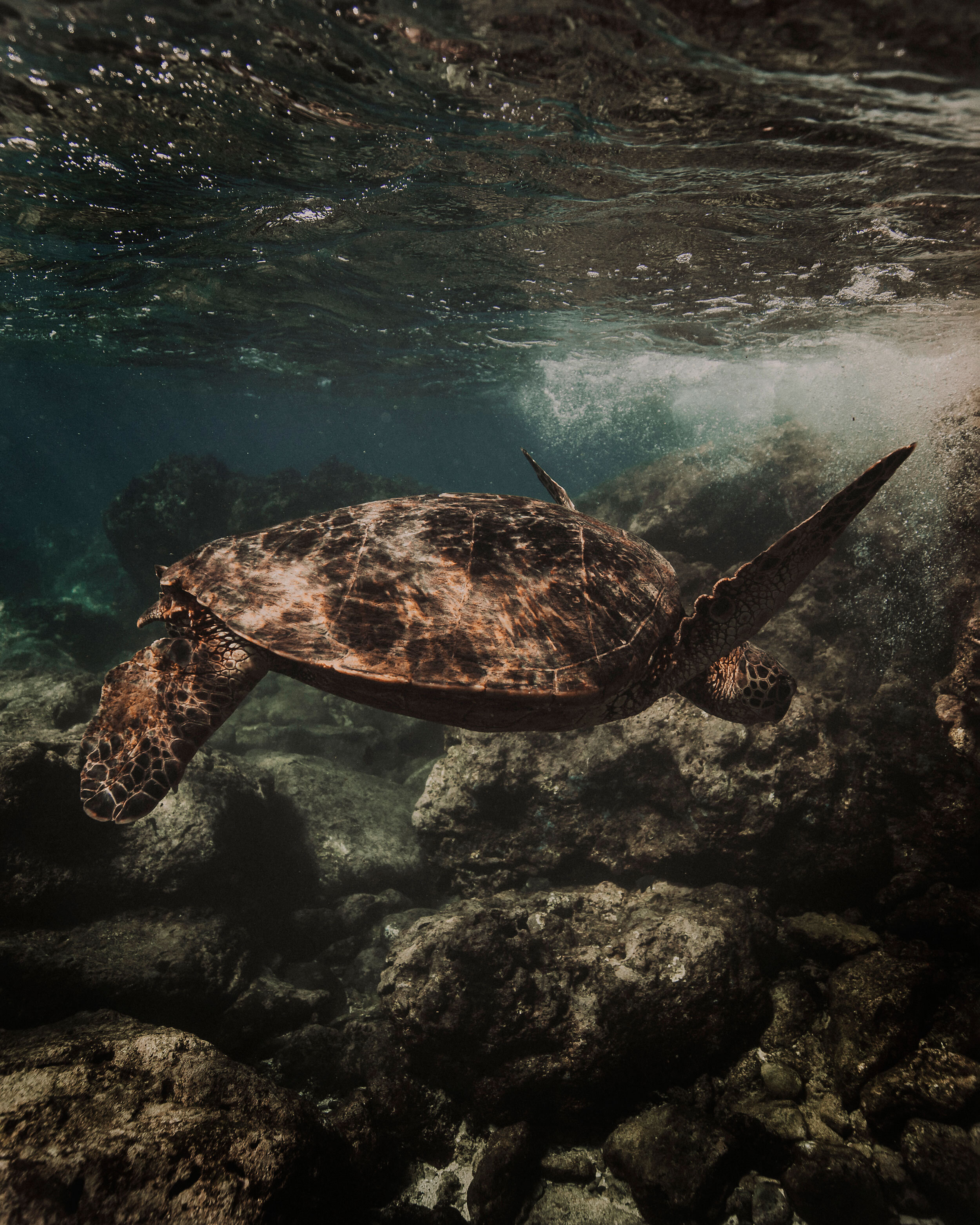 Oahu-Underwater-Photographer-09.jpg