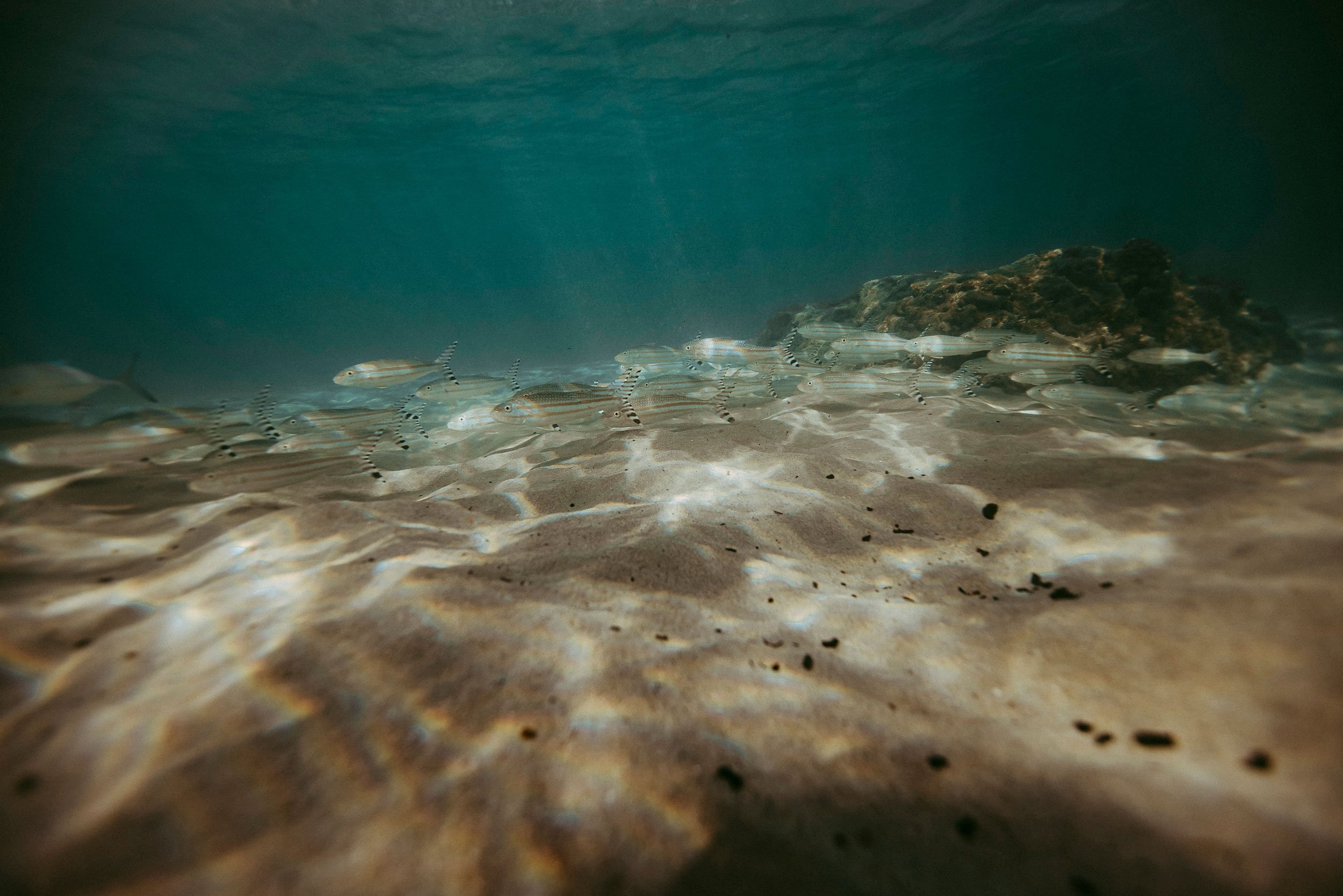 hawaii-oahu-family-photographer-underwater-30.jpg