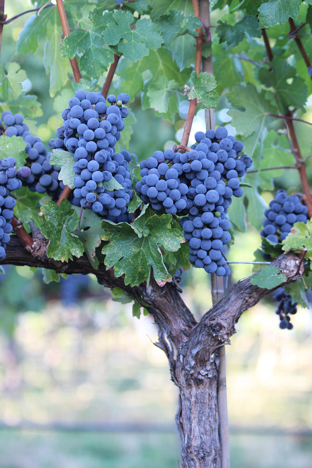 Grape clusters on the vine