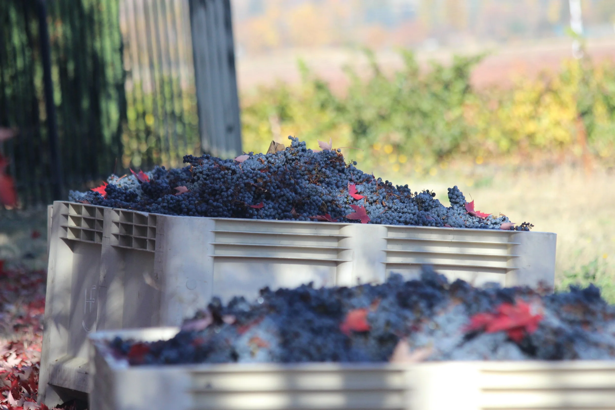 Harvest 2017
