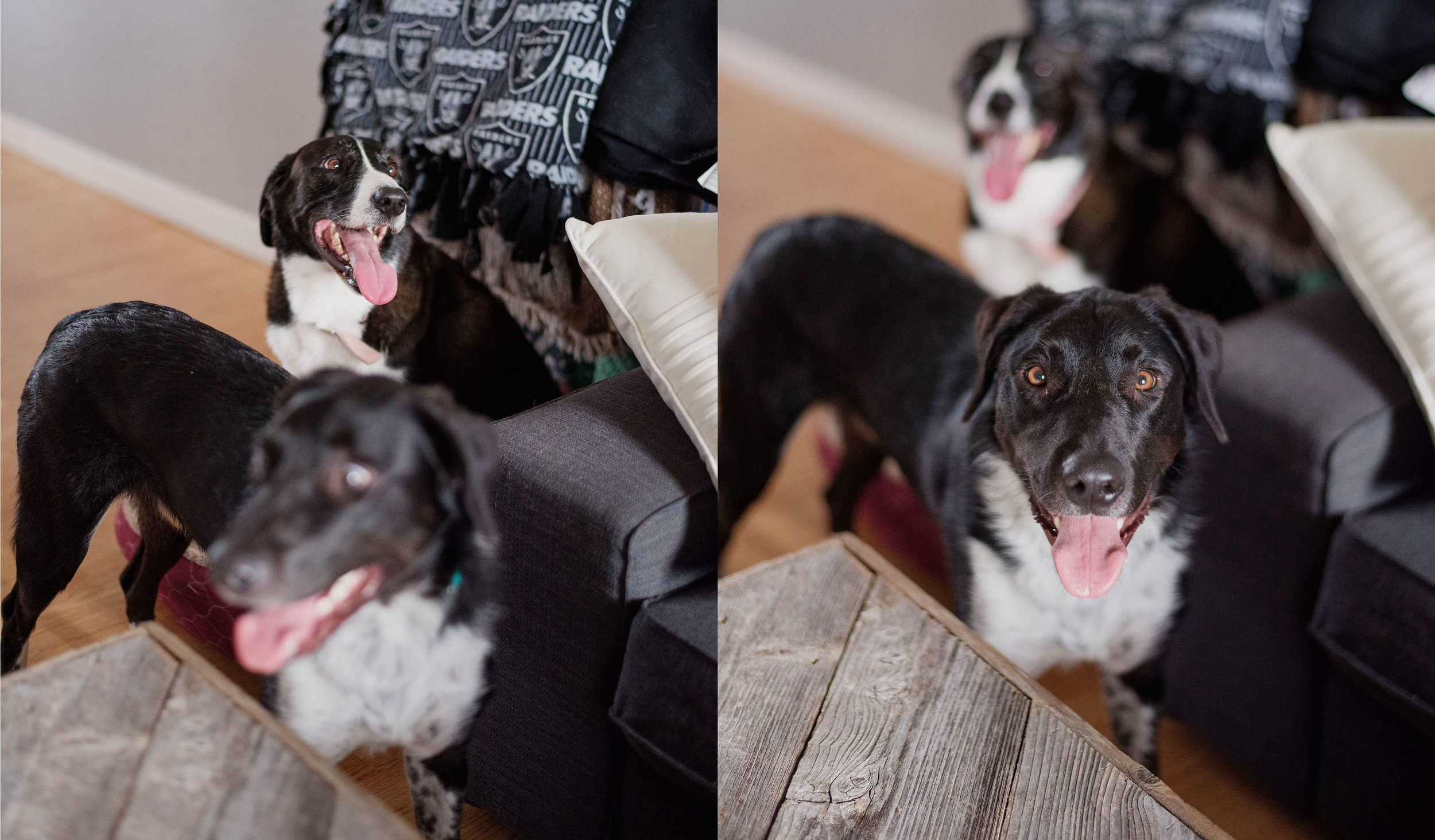 EffJay Photography Lees Summit Family Photographer inhome Lifestyle Session with dogs008.jpg