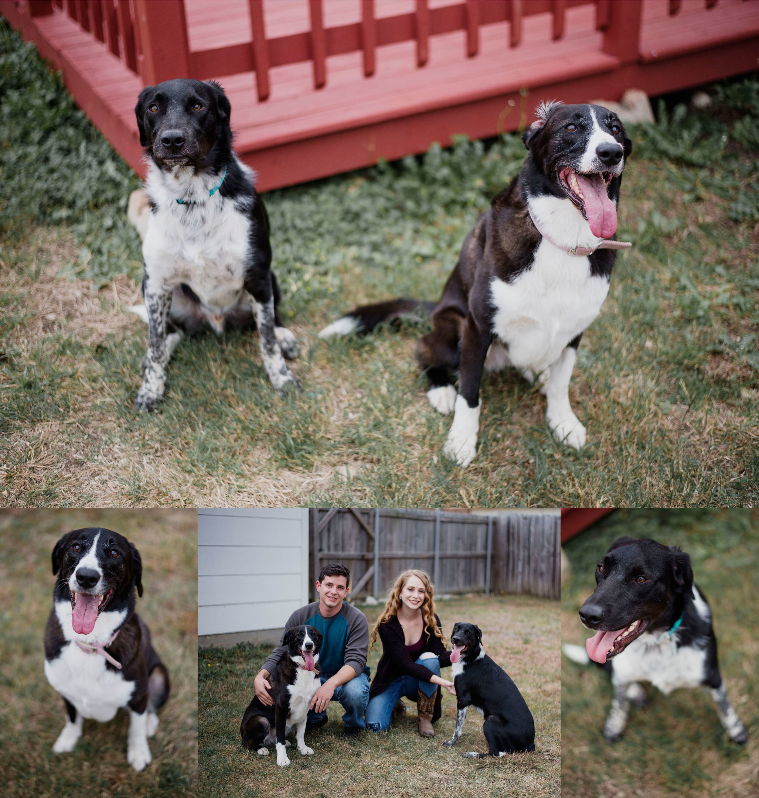 EffJay Photography Lees Summit Family Photographer inhome Lifestyle Session with dogs012.jpg
