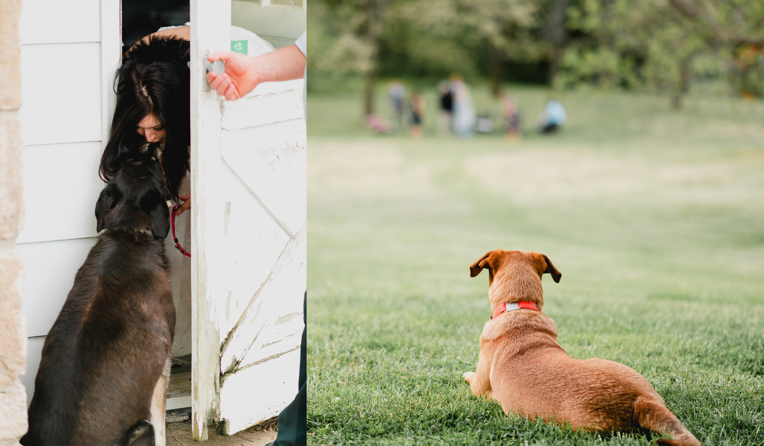 Kansas City Photographer EffJay Photography Backyard Wedding with Dogs 006.jpg