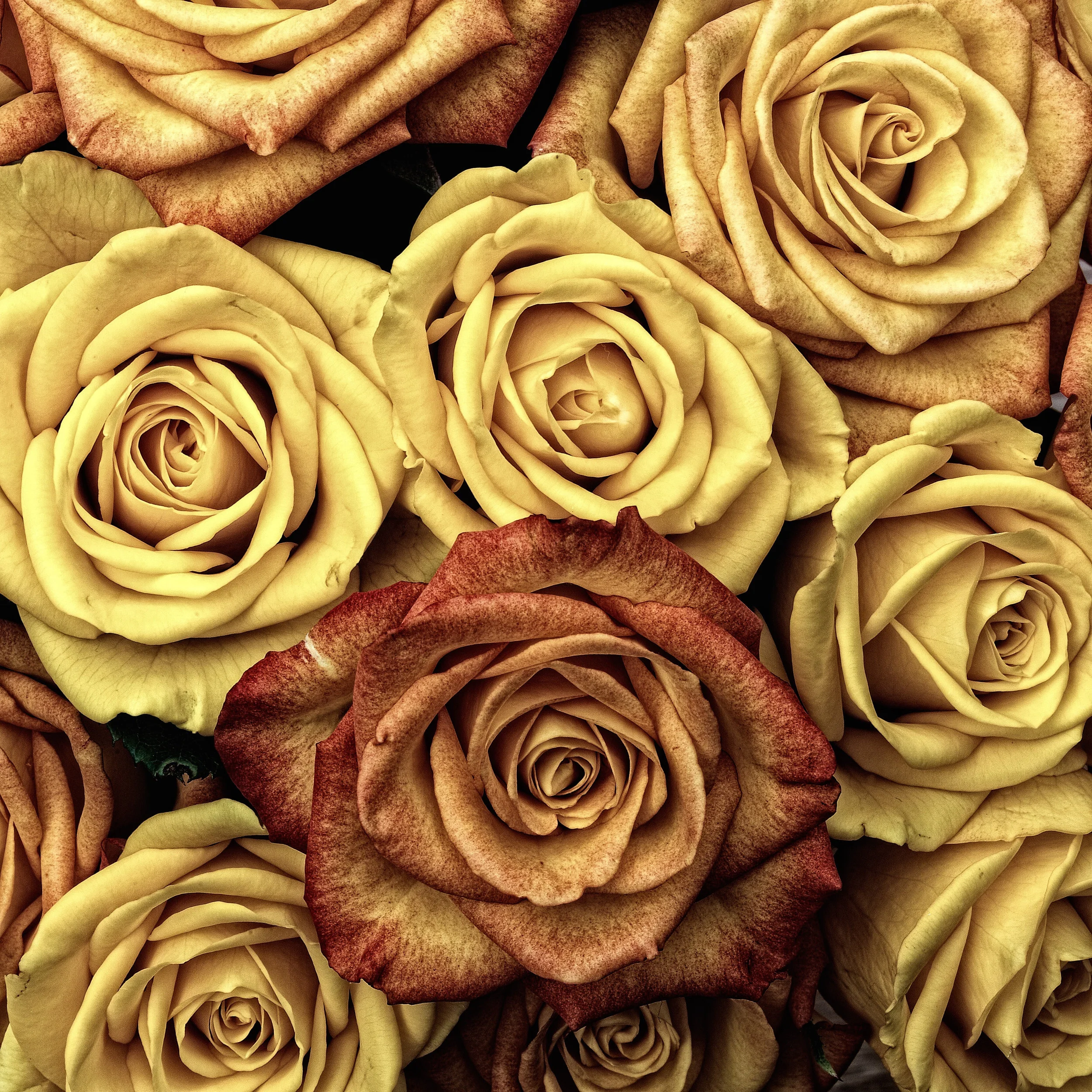 Rose & Jack