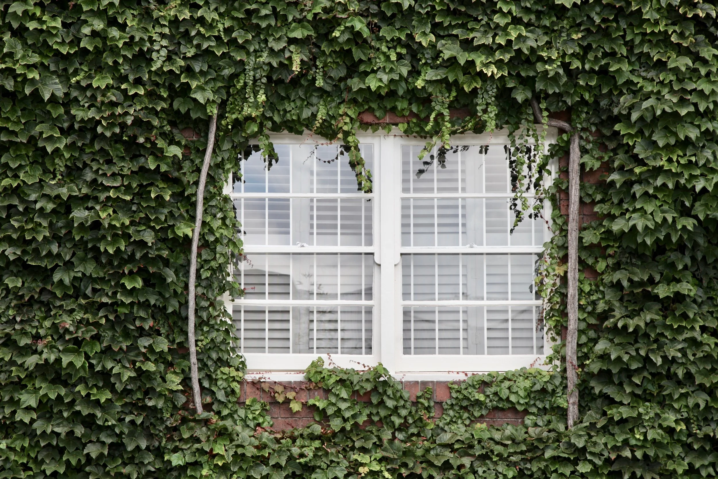 The Bathroom Blinds 