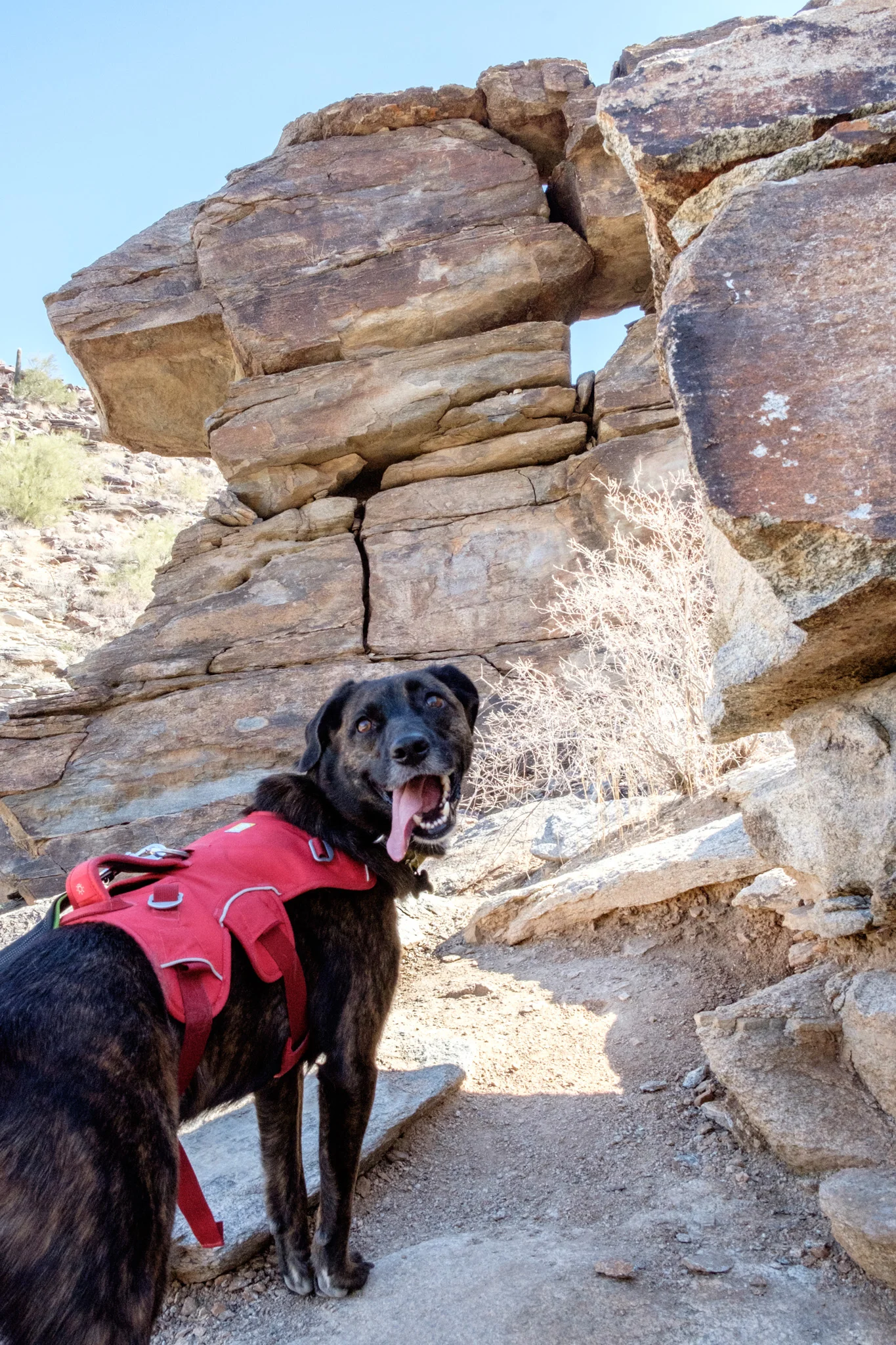 10 DogFriendly Hikes in Phoenix, AZ — Arizona Hikers Guide