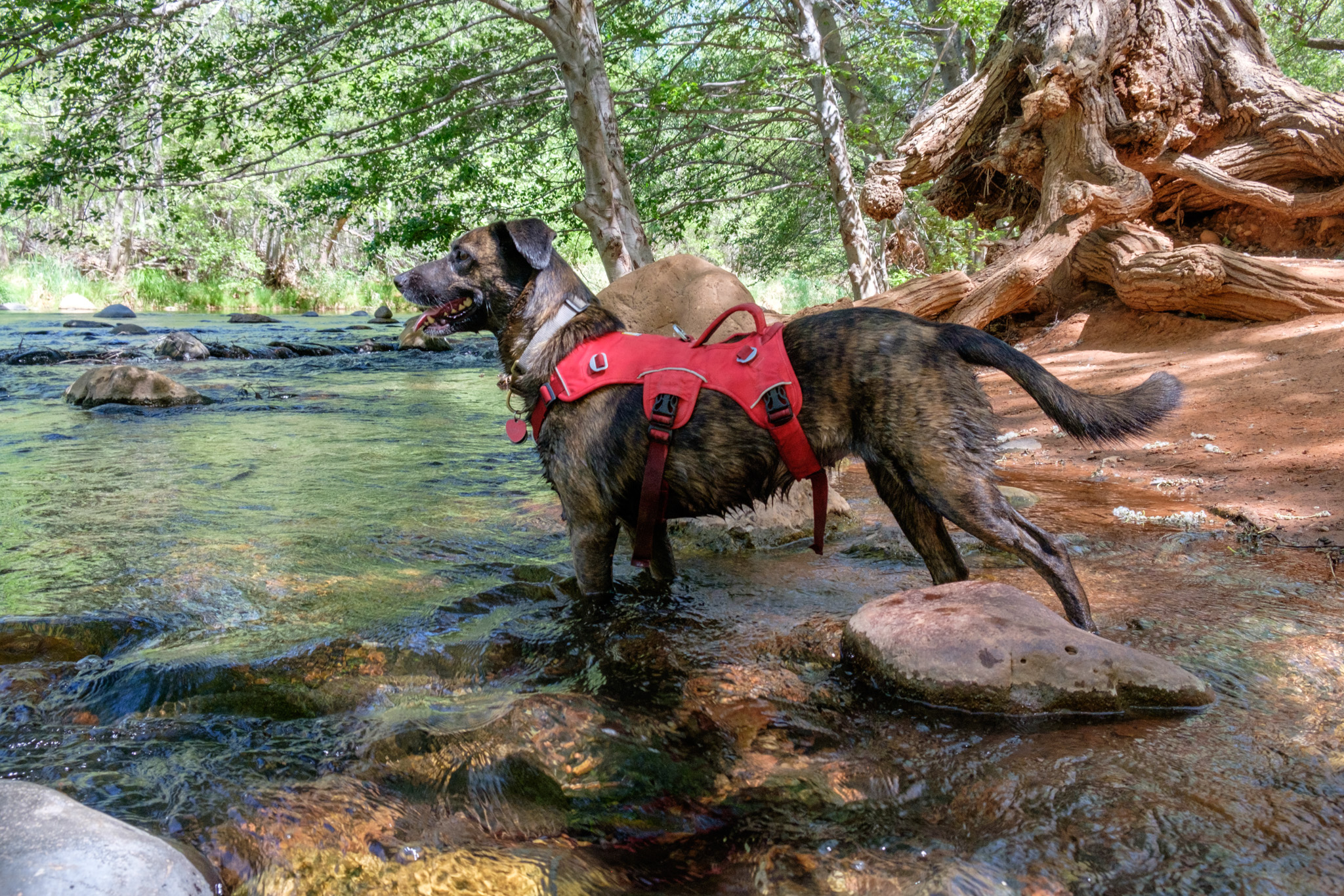 good hikes for dogs near me