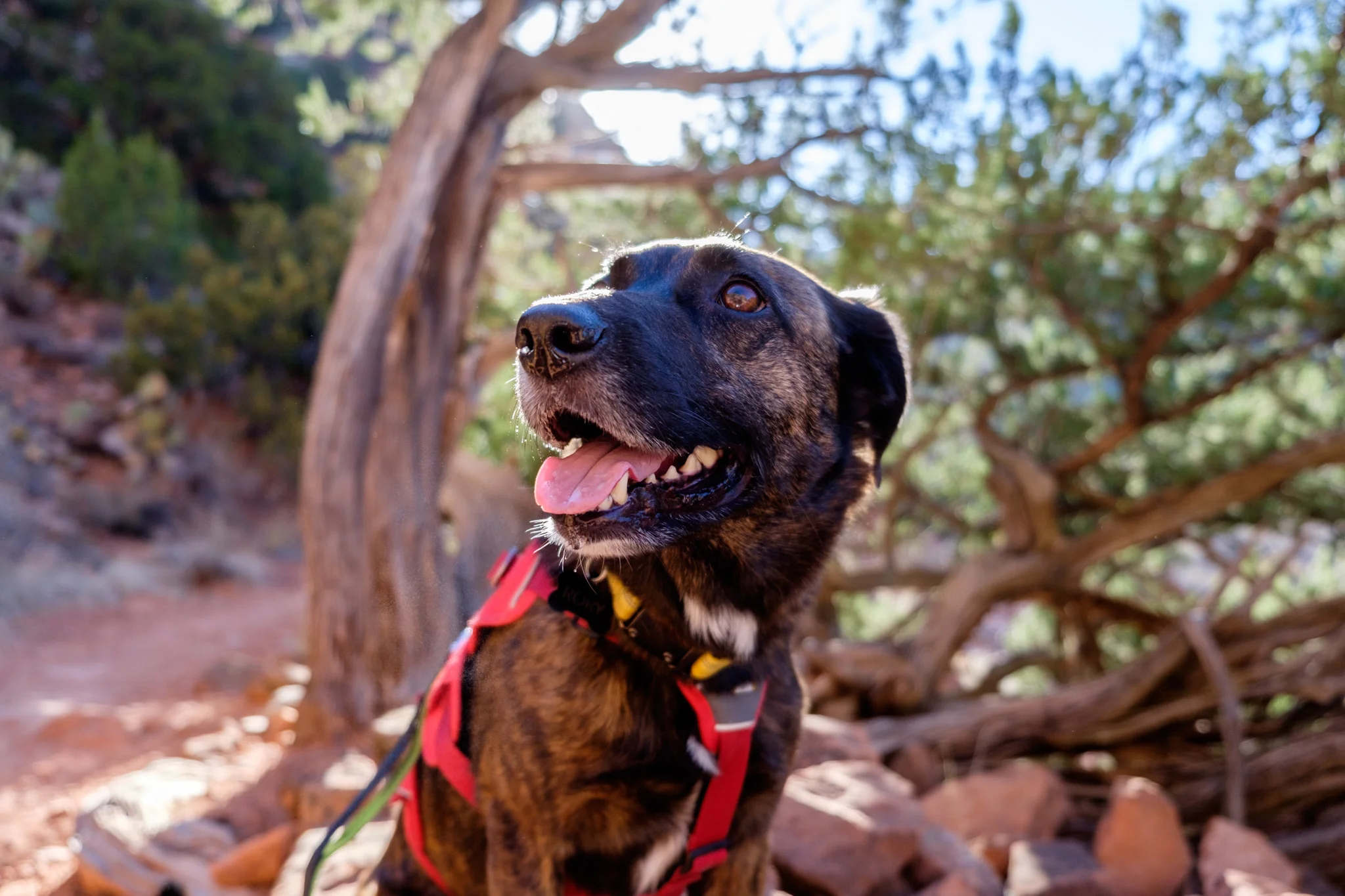 belltrailsedona-123 - Erin & Rory.jpg