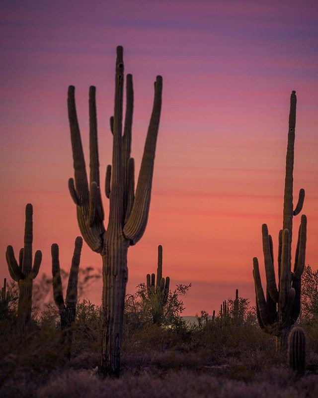 😍 Sunset &amp; Saguaro Sunday 😍
#📷 @mattwilczekphotography
.
.
.
.
#arizonahikersguide #keepnaturewild #letskeepitwild #arizona #visitarizona #arizonacollective #explorearizona #instagramaz #hikeaz #arizonahiking #igsouthwest #explorearizona #disc