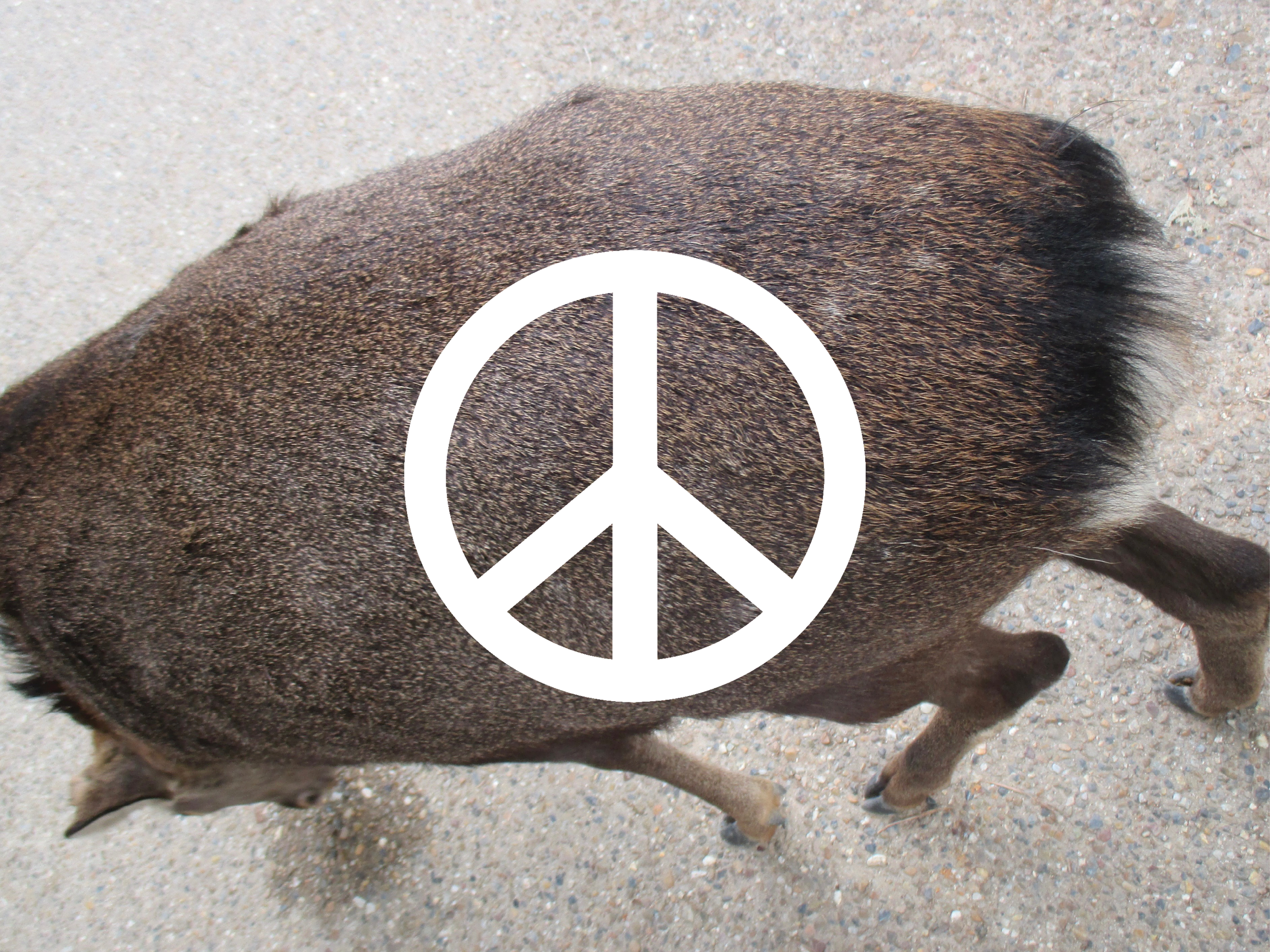 earth day peace - small42.png
