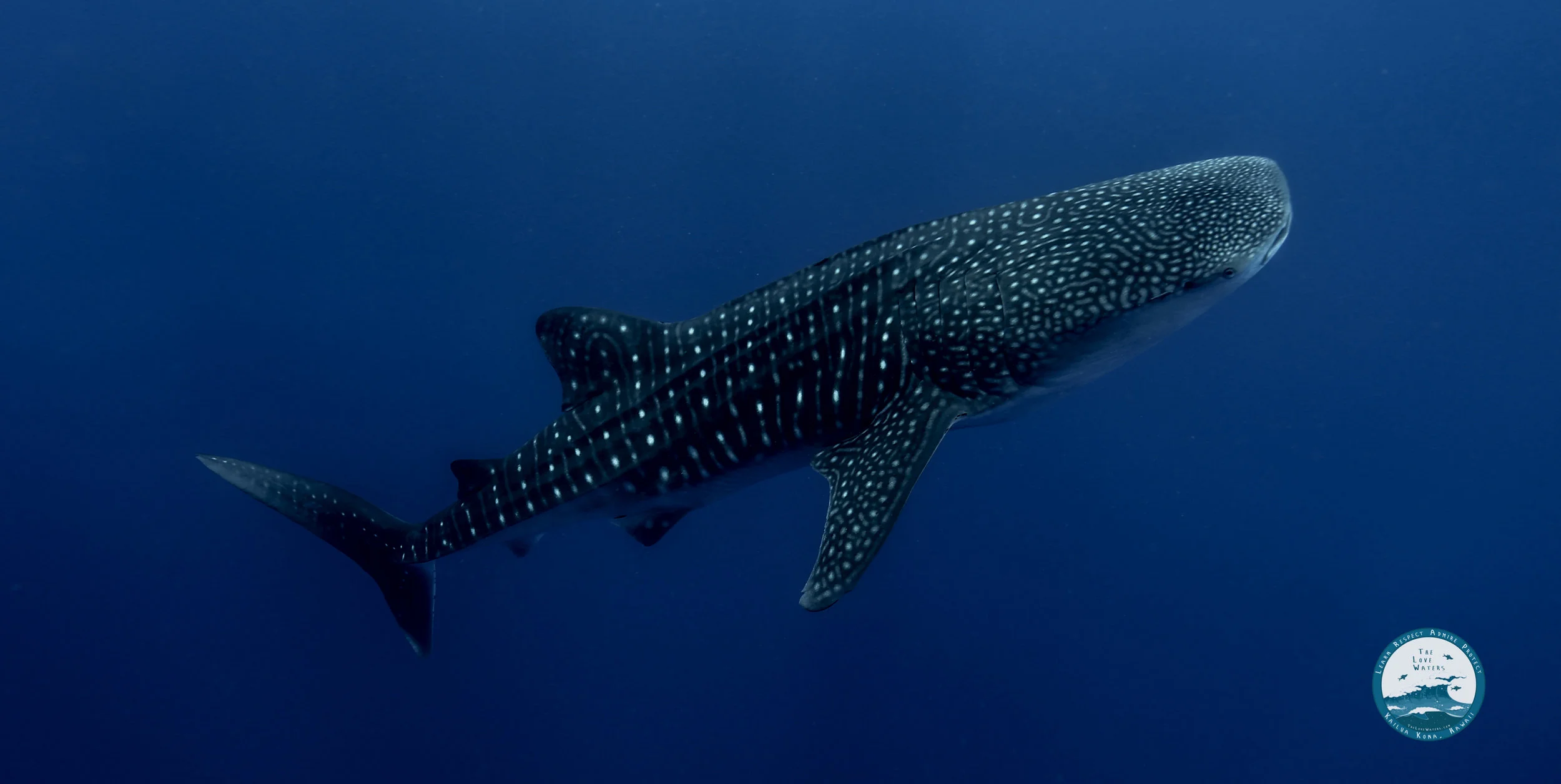 whaleshark2.jpg