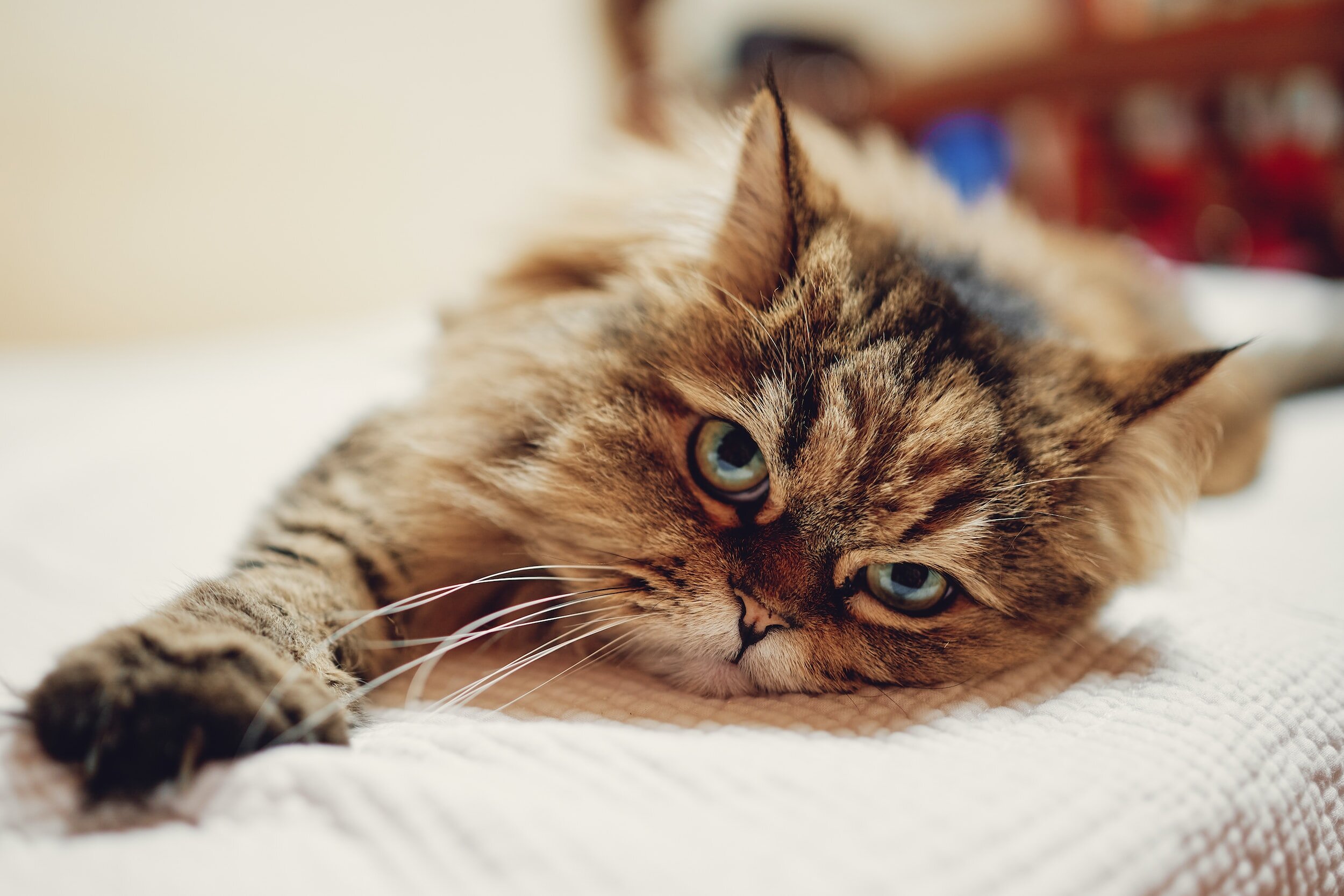 fussie cat cat food reviews A Whiskered Companions Culinary Journey fussie cat cat food reviews A Whiskered Companions Culinary Journey