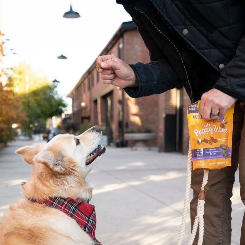 Make sure you pack the essentials when you're out and about this spring. 🌷☀️

Yes, treats are essentials.

Signed, your dog 🐾